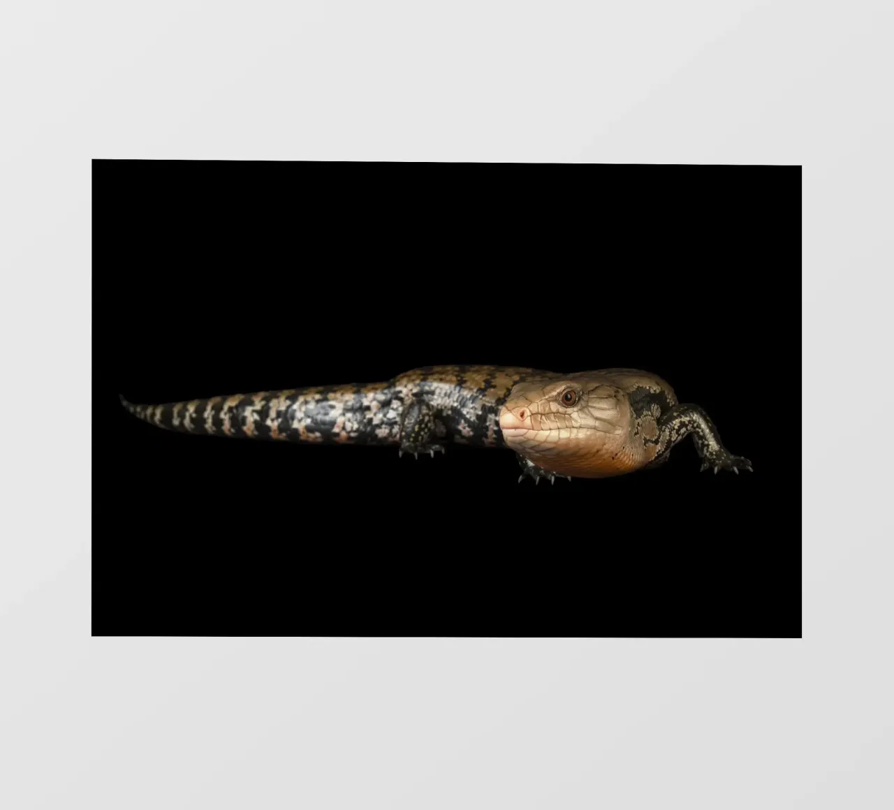 Lizard fotobehang van Curious Collections by Marielle Leenders