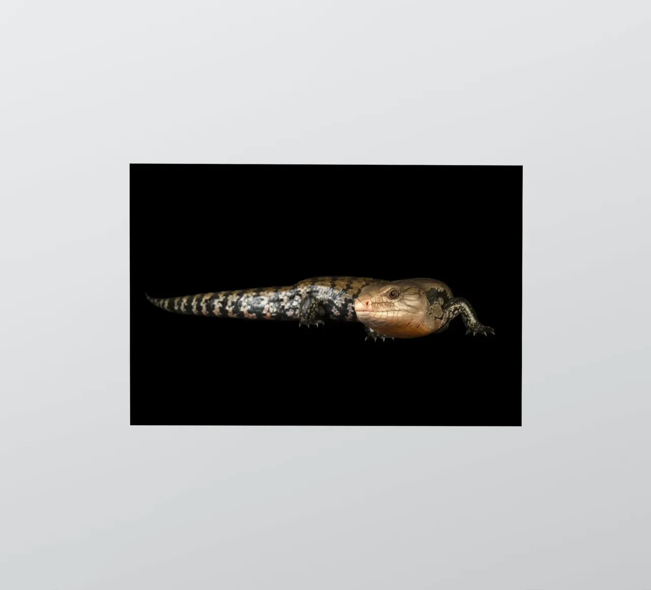 Lizard sticker by Curious Collections by Marielle Leenders