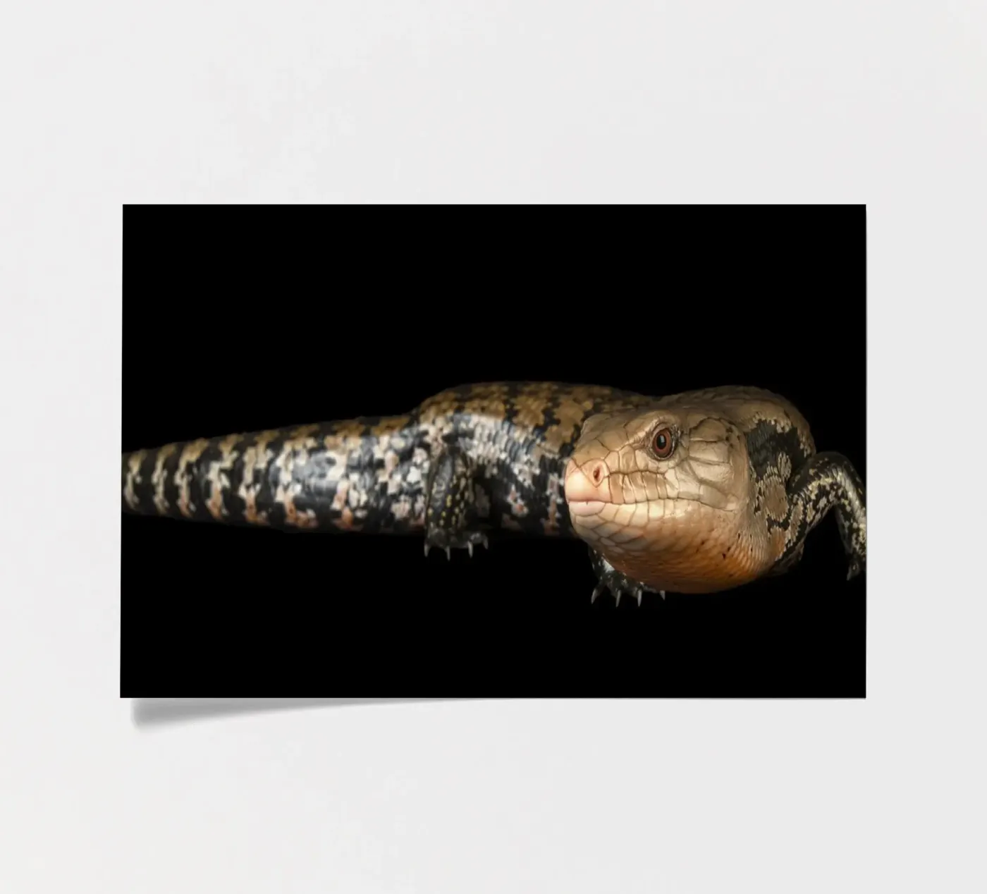 Hagedis stickervel van Curious Collections by Marielle Leenders
