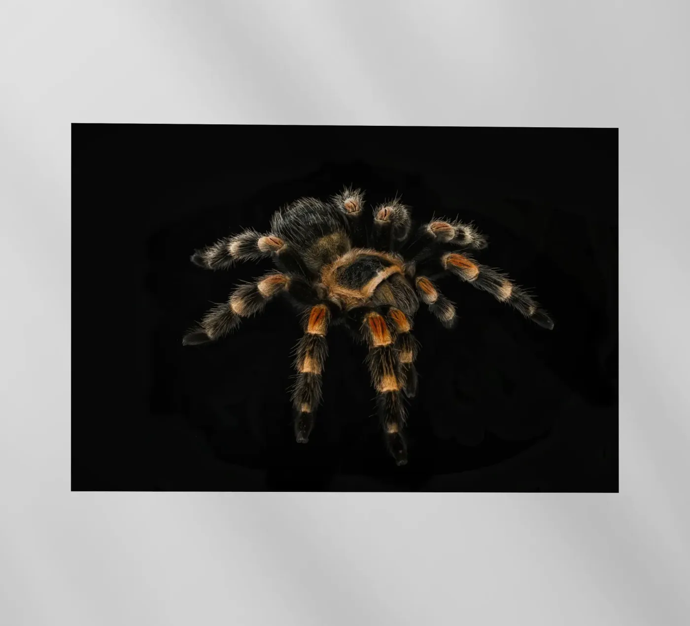 Tarantola pellicola backlit da Curious Collections by Marielle Leenders