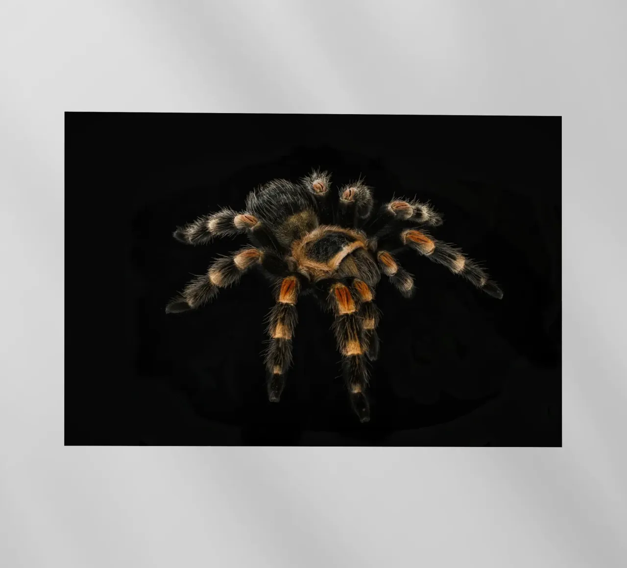 Tarantola pellicola backlit da Curious Collections by Marielle Leenders