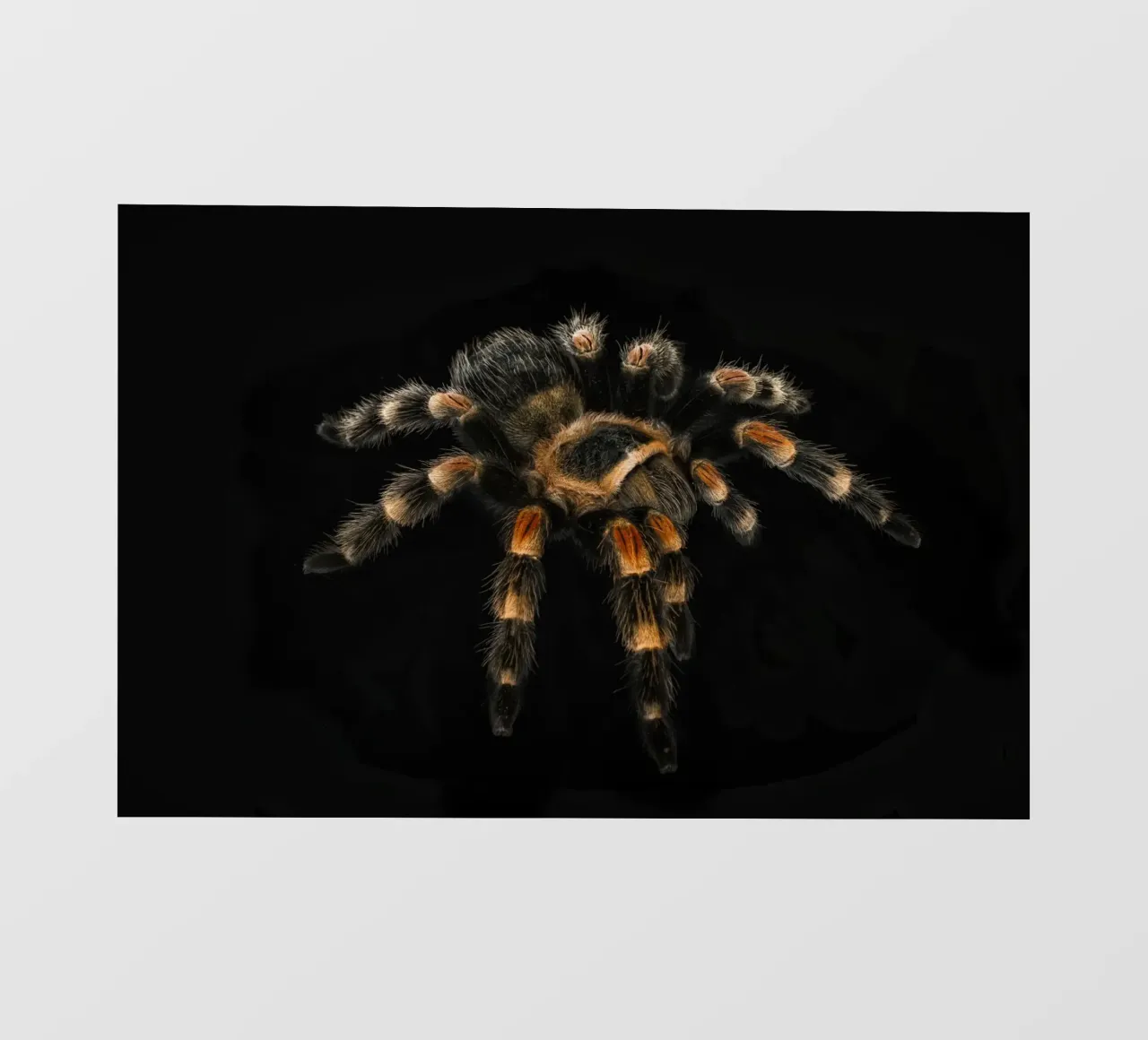 Tarantola pellicola backlit da Curious Collections by Marielle Leenders