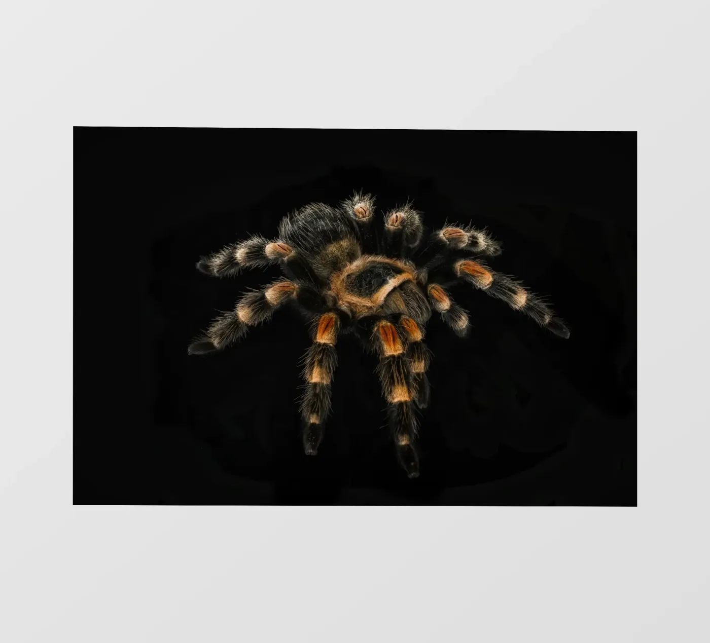 Tarantola pellicola backlit da Curious Collections by Marielle Leenders