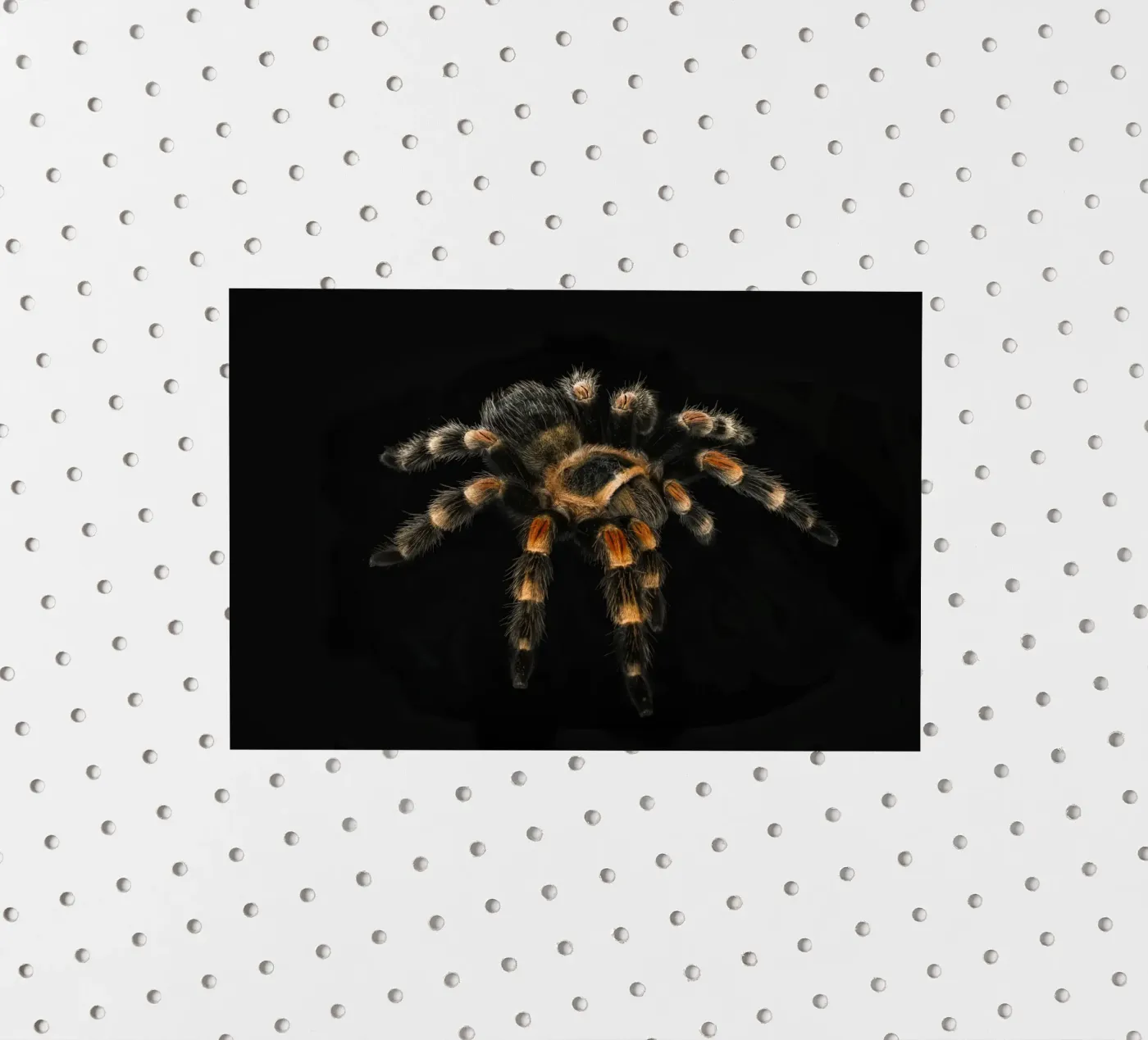Tarantula sticker by Curious Collections by Marielle Leenders
