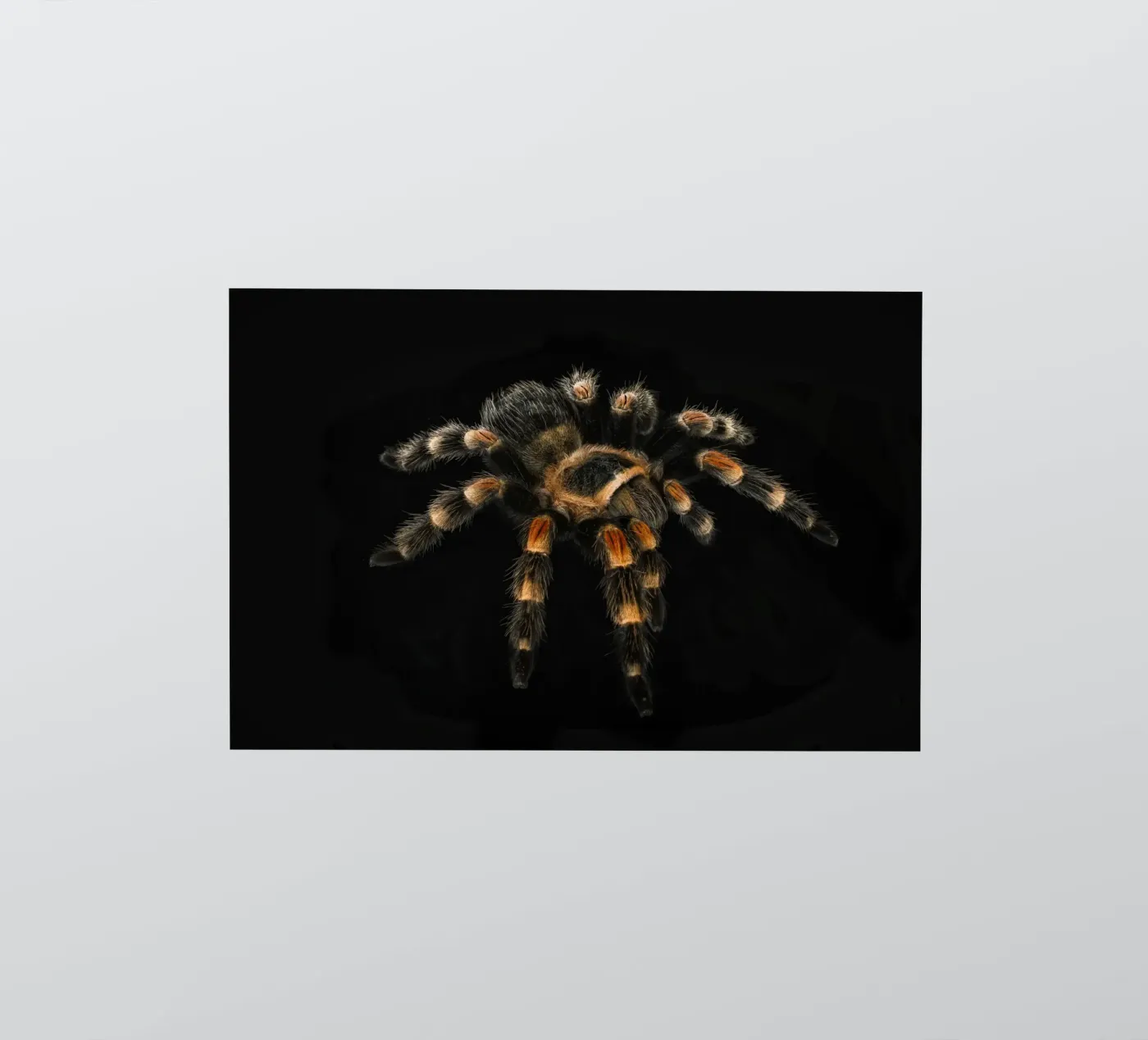 Tarantula sticker by Curious Collections by Marielle Leenders