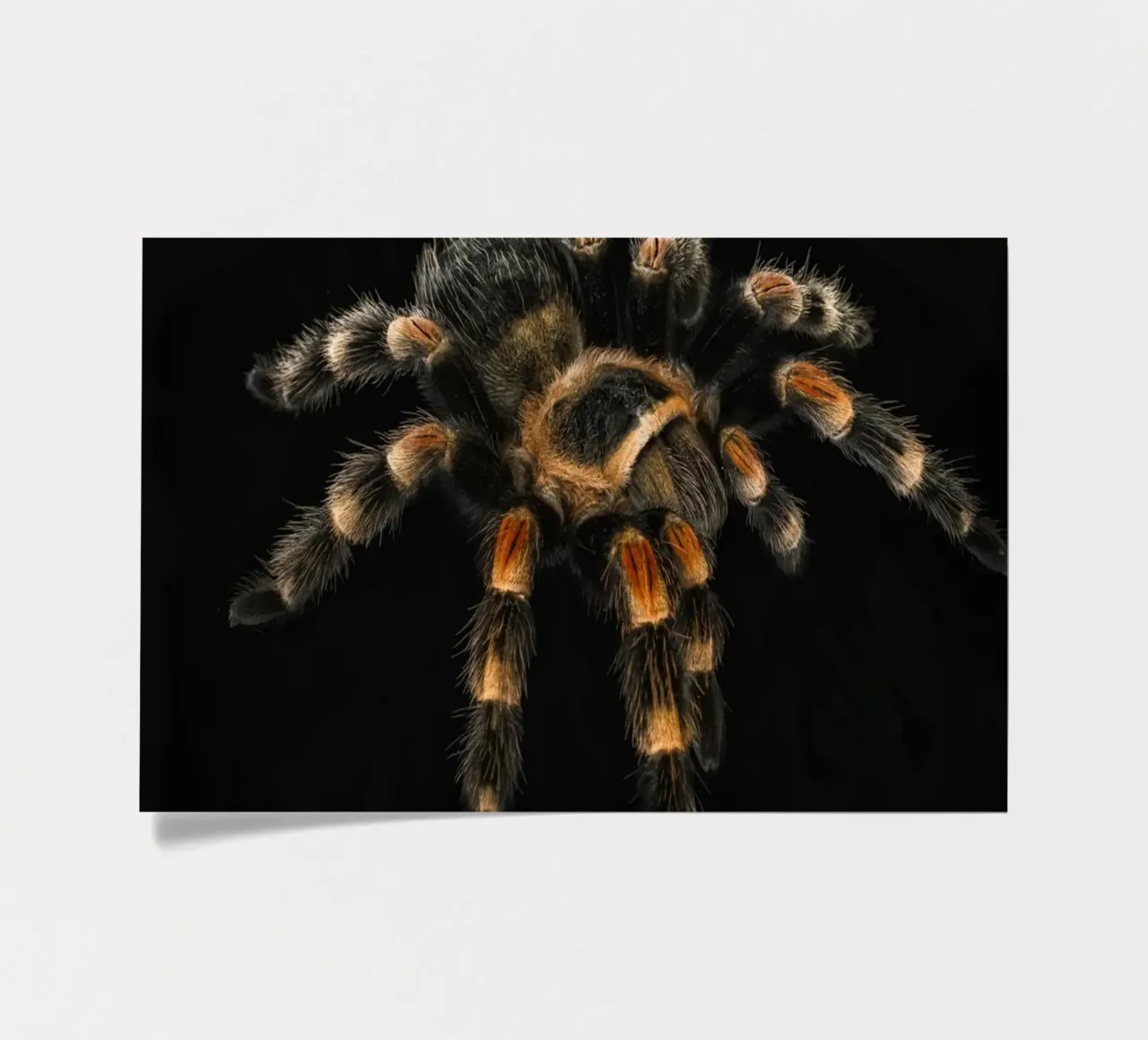 Tarantula sticker sheet by Curious Collections by Marielle Leenders