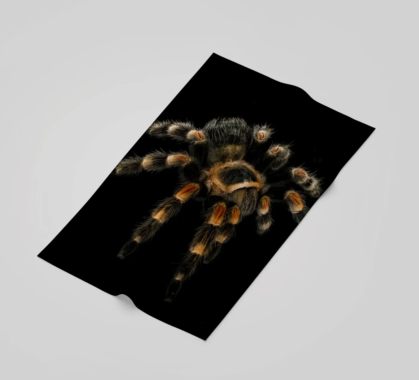 Tarantula telo mare da Curious Collections by Marielle Leenders