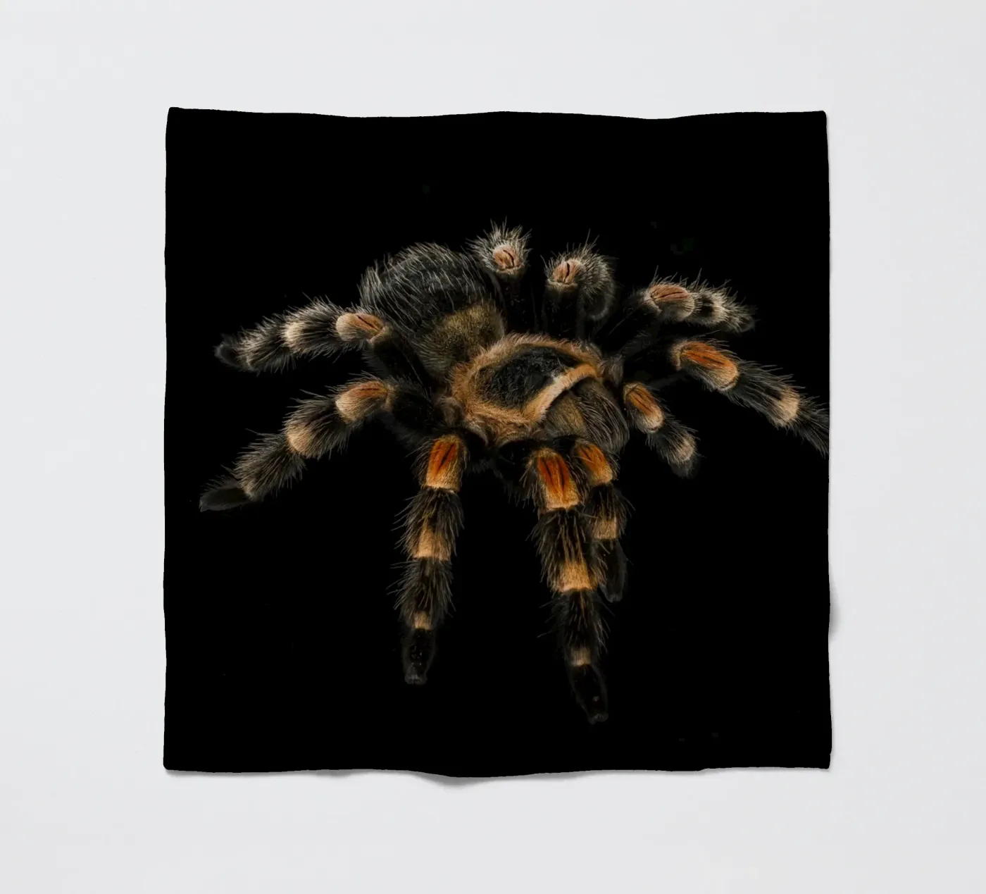 Vogelspinne Fleecedecke von Curious Collections by Marielle Leenders