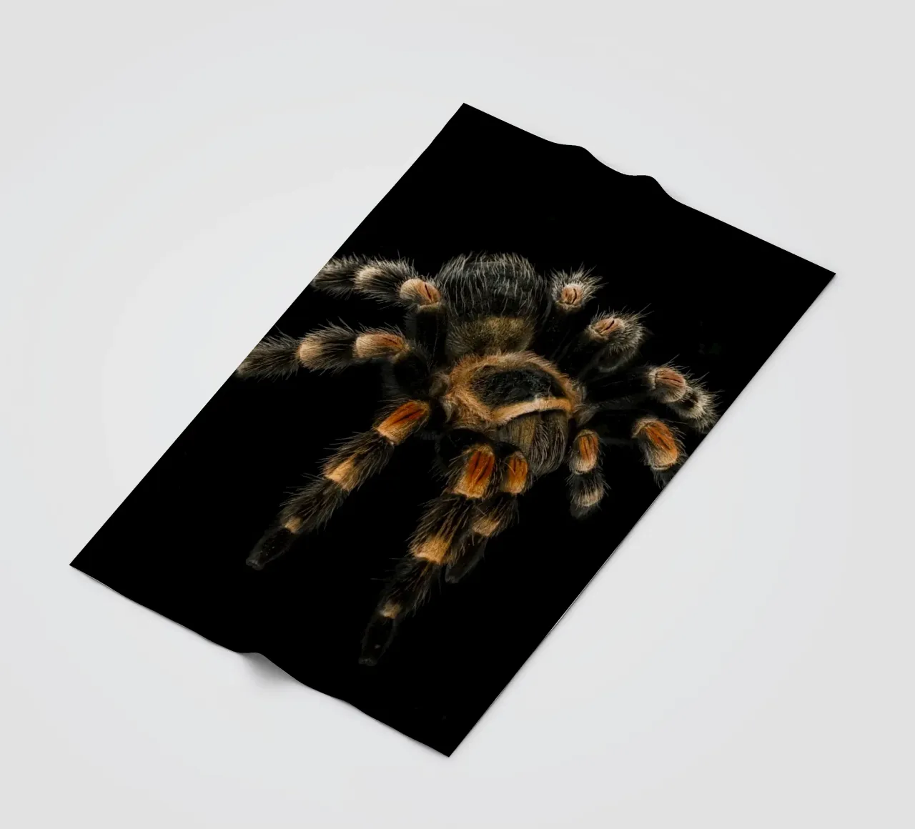 Tarantula fleecedeken van Curious Collections by Marielle Leenders