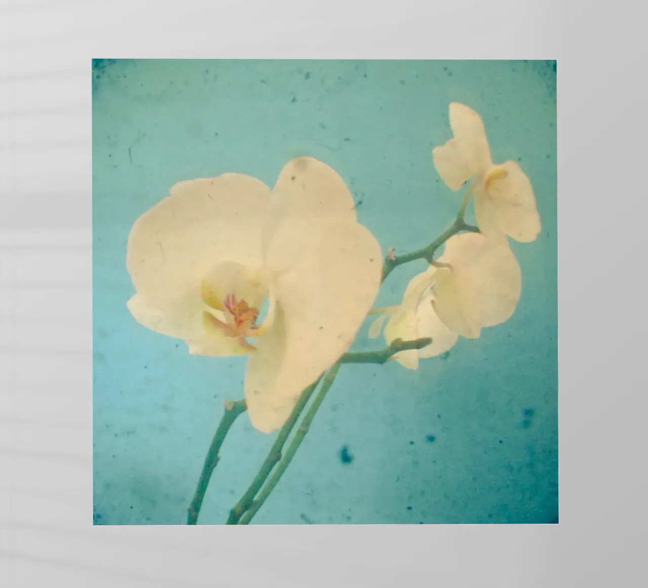 Blu vero pellicola backlit da Cassia Beck Photography