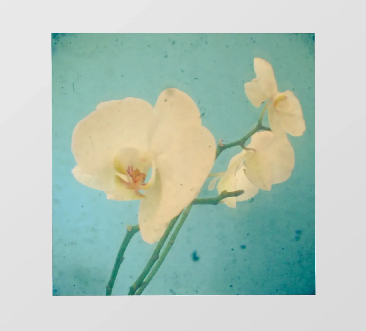 Blu vero pellicola backlit da Cassia Beck Photography