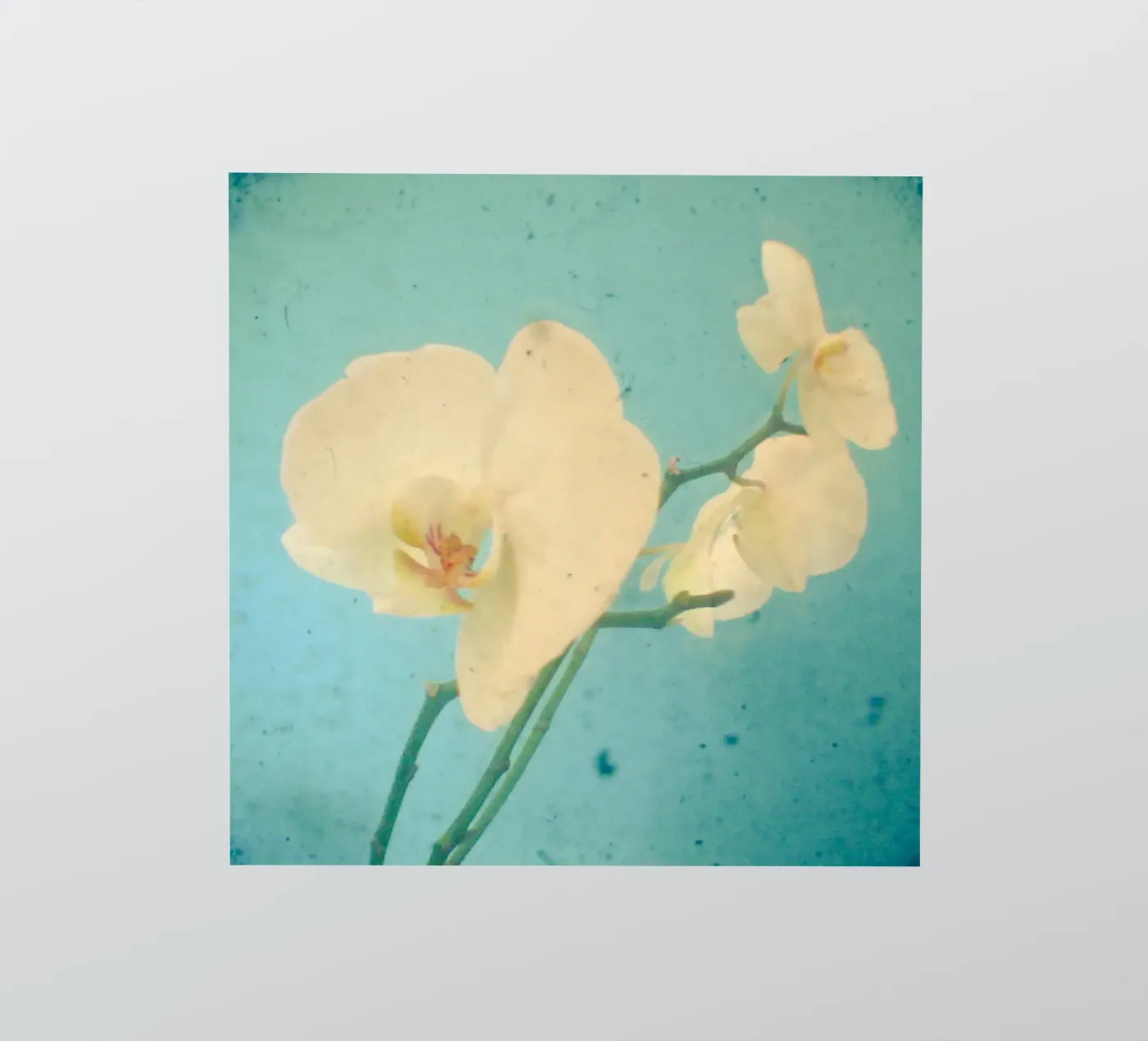True Blue sticker by Cassia Beck Photography