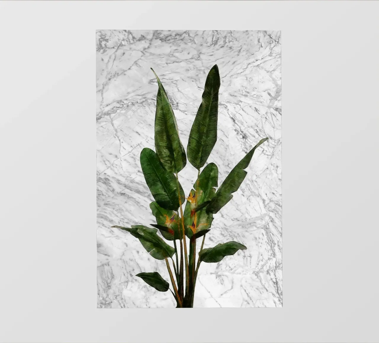 Bird of Paradise Plant on White Marble Wall photo wallpaper by amini54