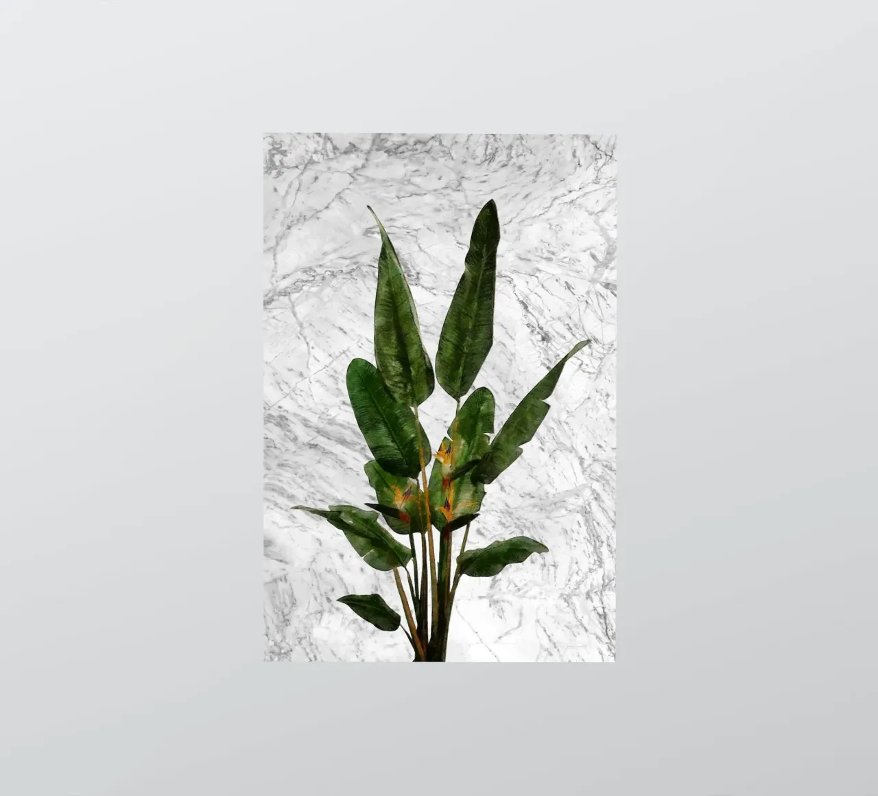 Bird of Paradise Plant on White Marble Wall sticker by amini54