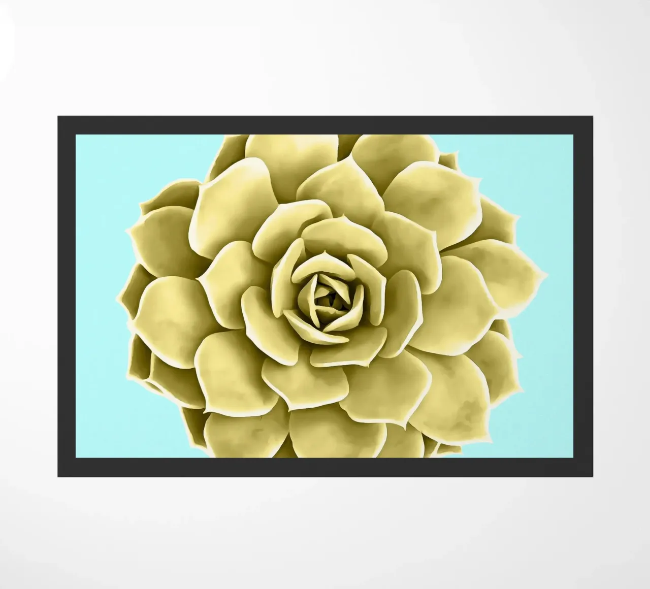 Succulente gialle su blu zerbino da amini54