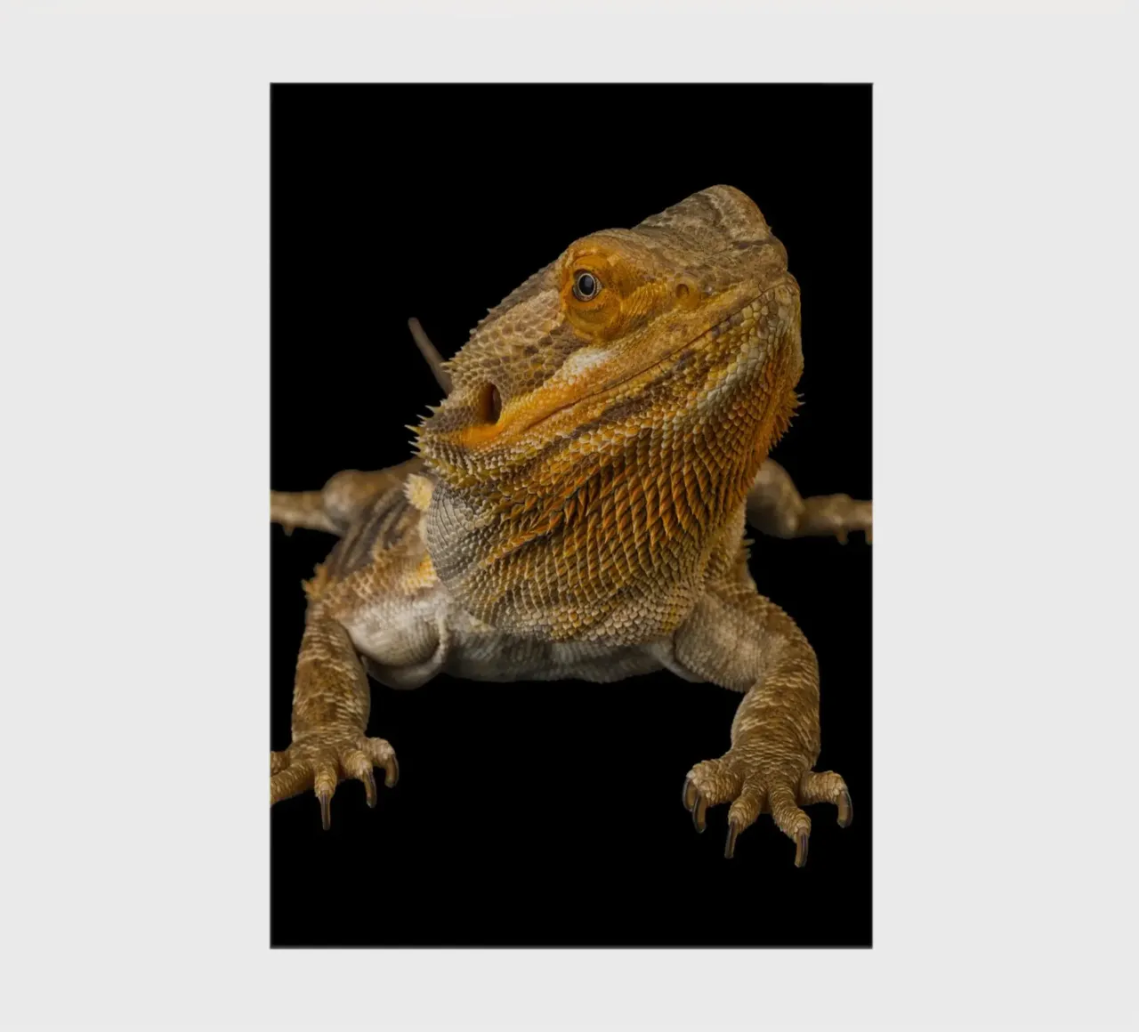 Bearded Dragon Poster, capturing the unique beauty and perso notebook by Curious Collections by Marielle Leenders