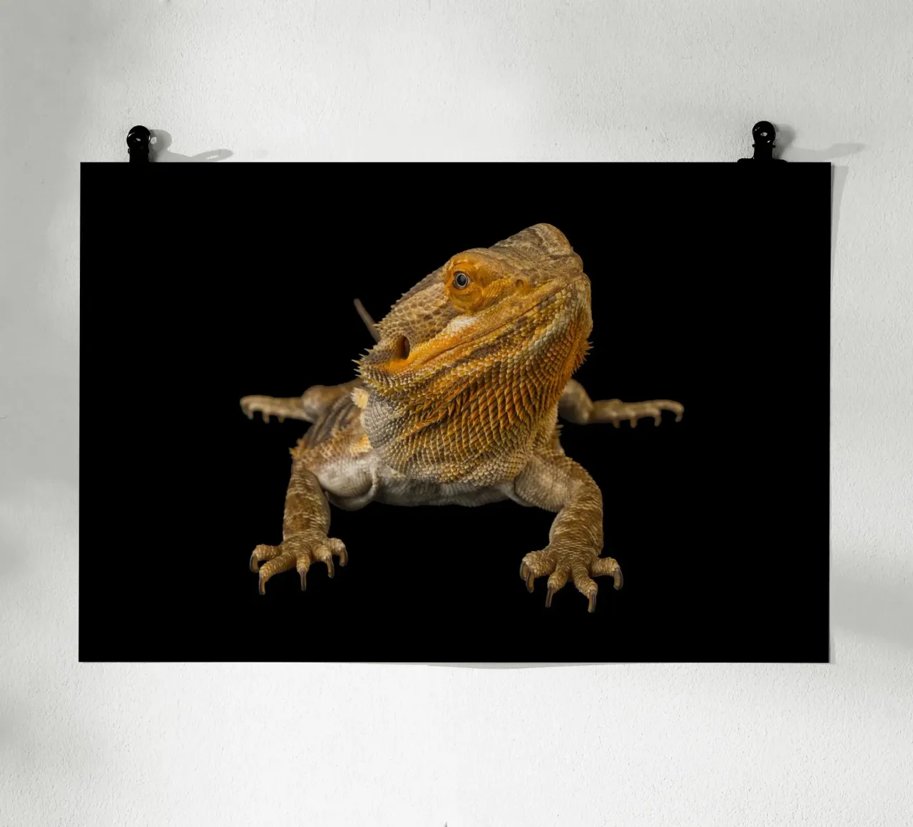 Poster del Drago Barbuto, che cattura la bellezza unica e la perso poster con telaio in alluminio da Curious Collections by Marielle Leenders