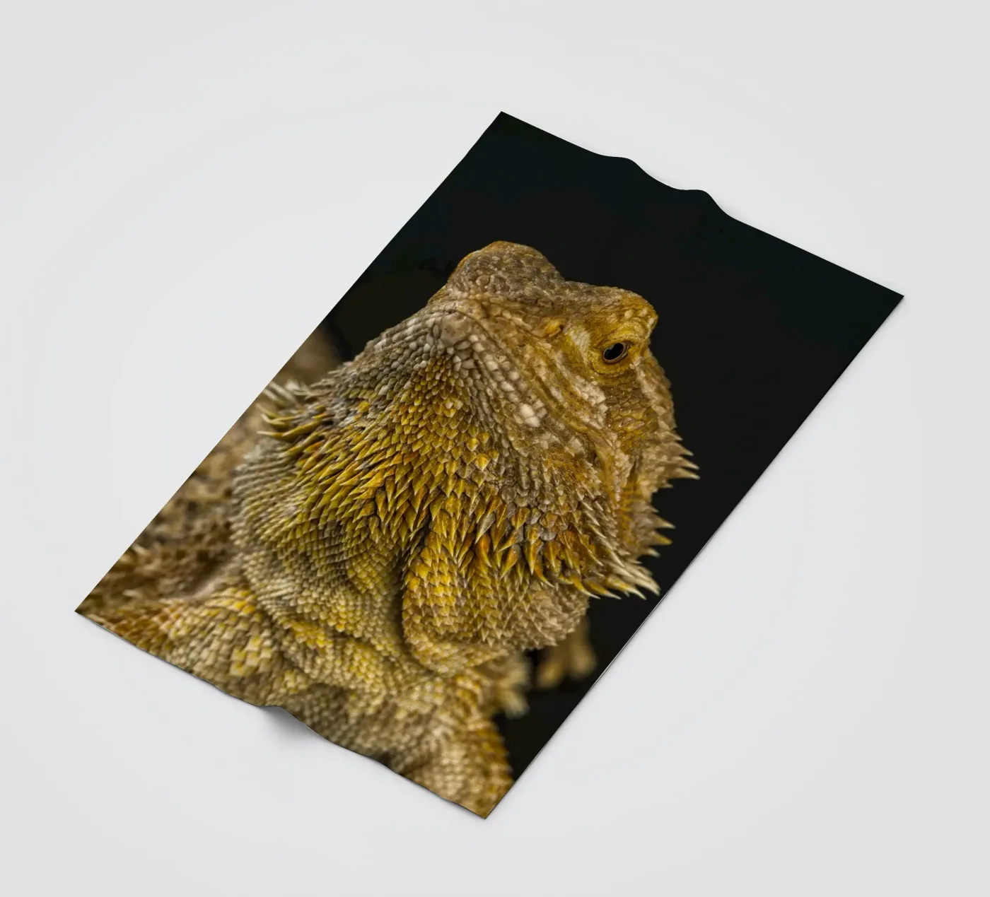 Bearded Dragon fleece blanket by Curious Collections by Marielle Leenders