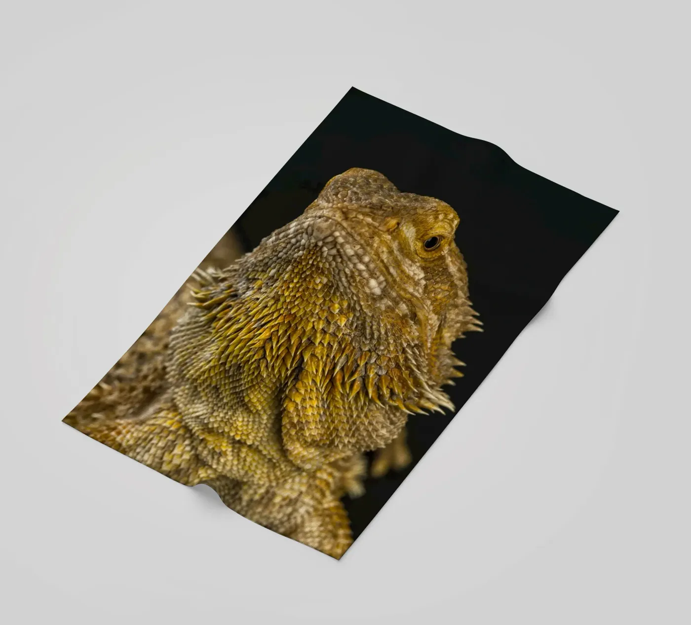 Drago barbuto telo mare da Curious Collections by Marielle Leenders