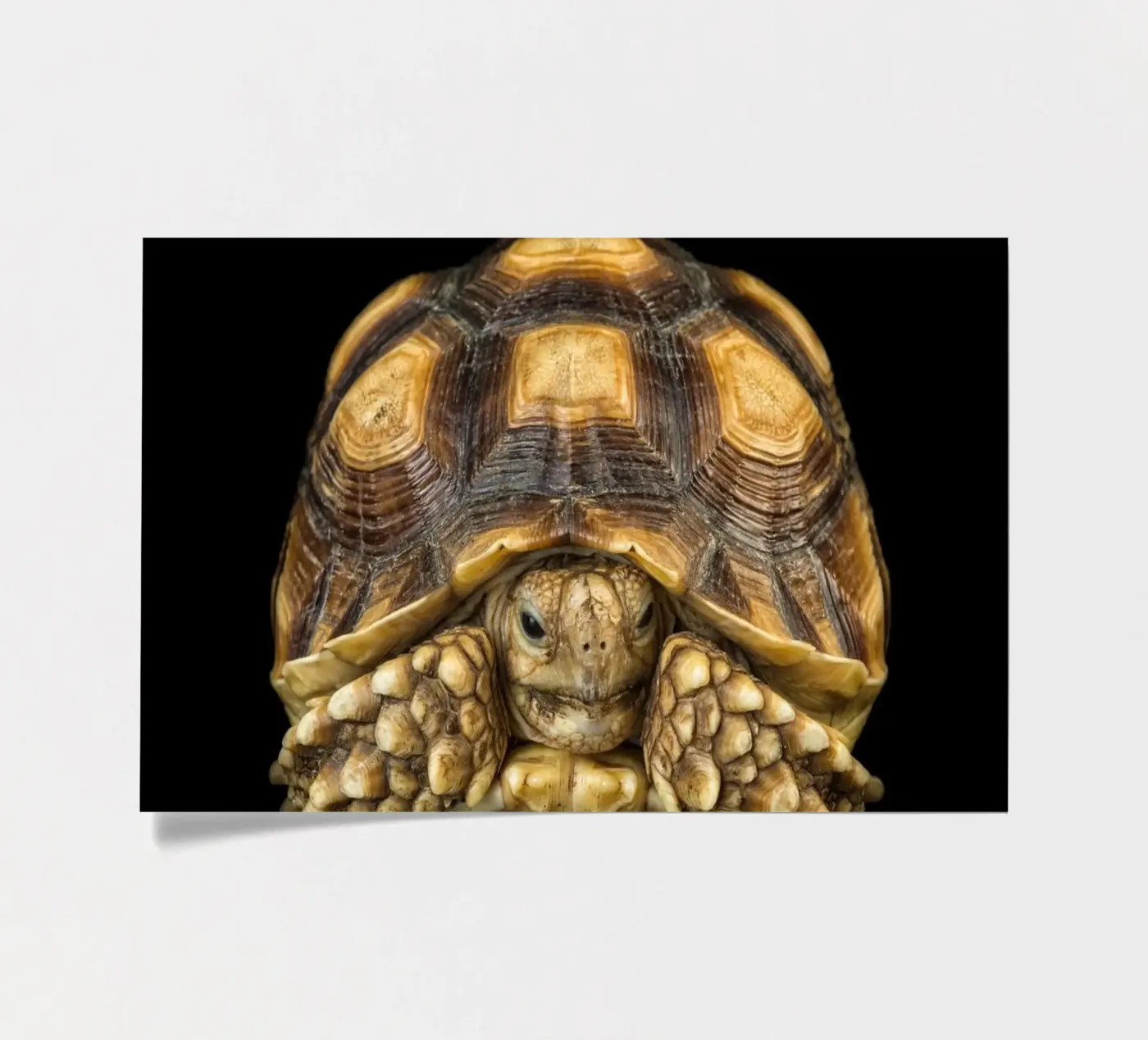 Land Turtle sticker sheet by Curious Collections by Marielle Leenders