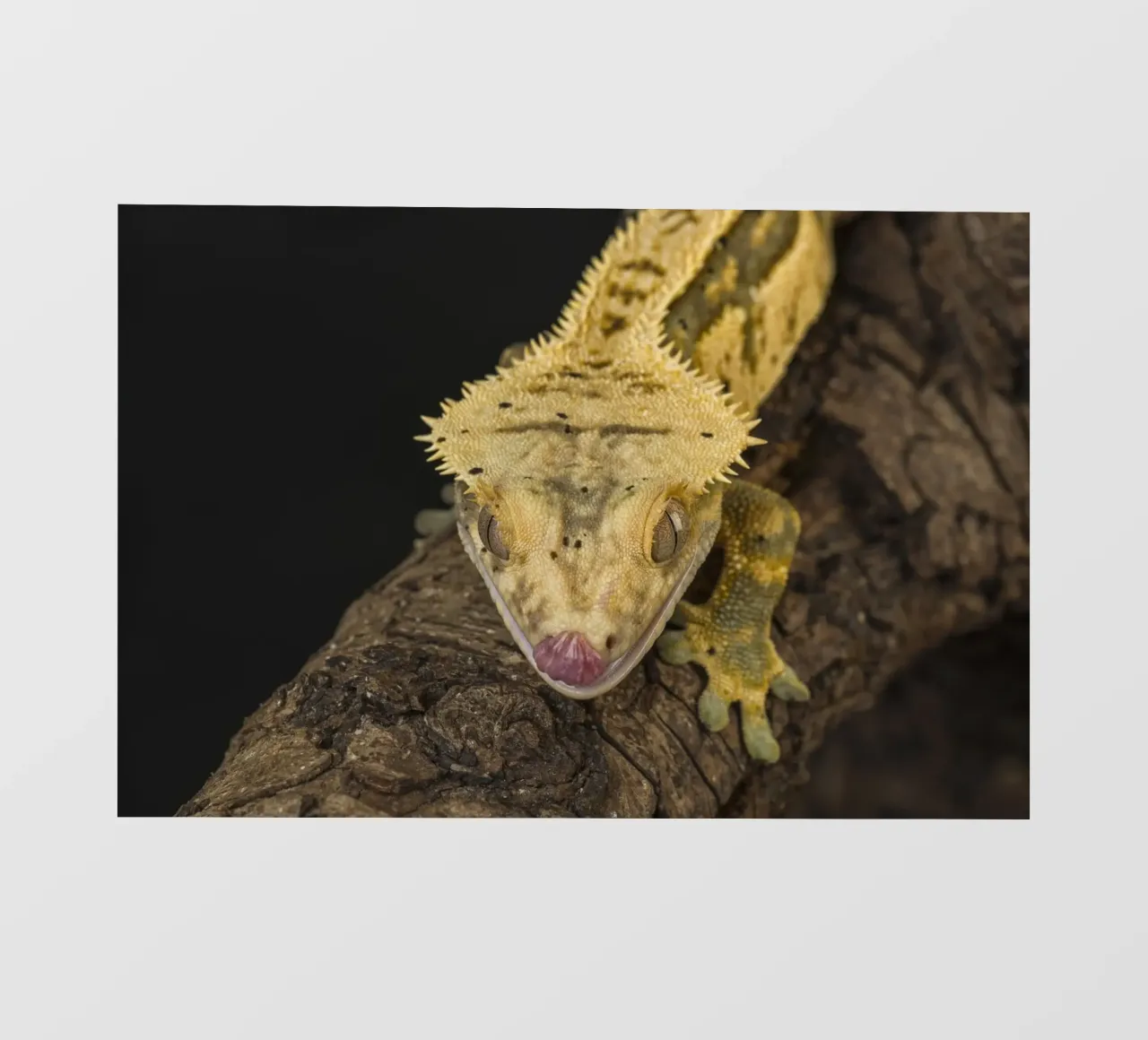 Crested Gecko photo wallpaper by Curious Collections by Marielle Leenders