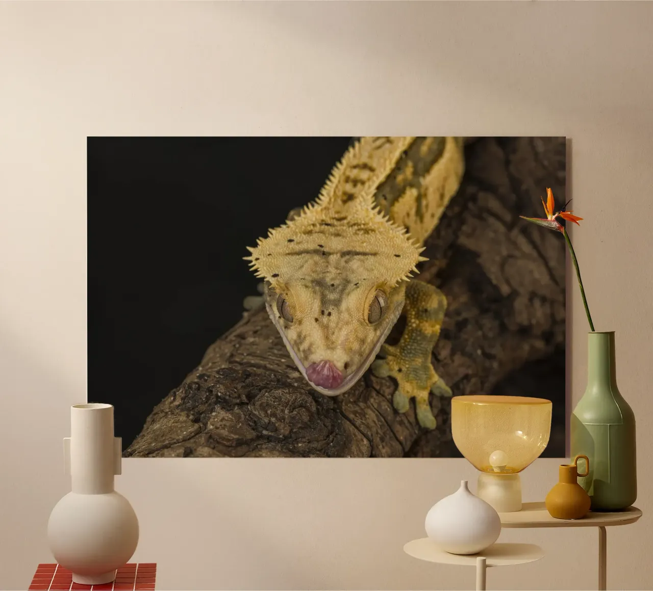 Geco crestato plexiglass da Curious Collections by Marielle Leenders