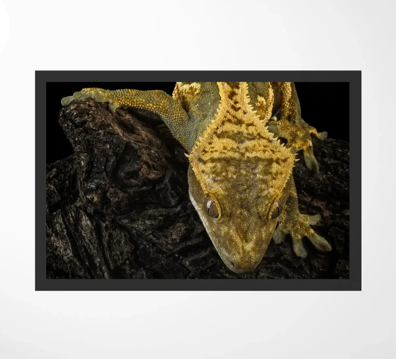 Geco crestato zerbino da Curious Collections by Marielle Leenders