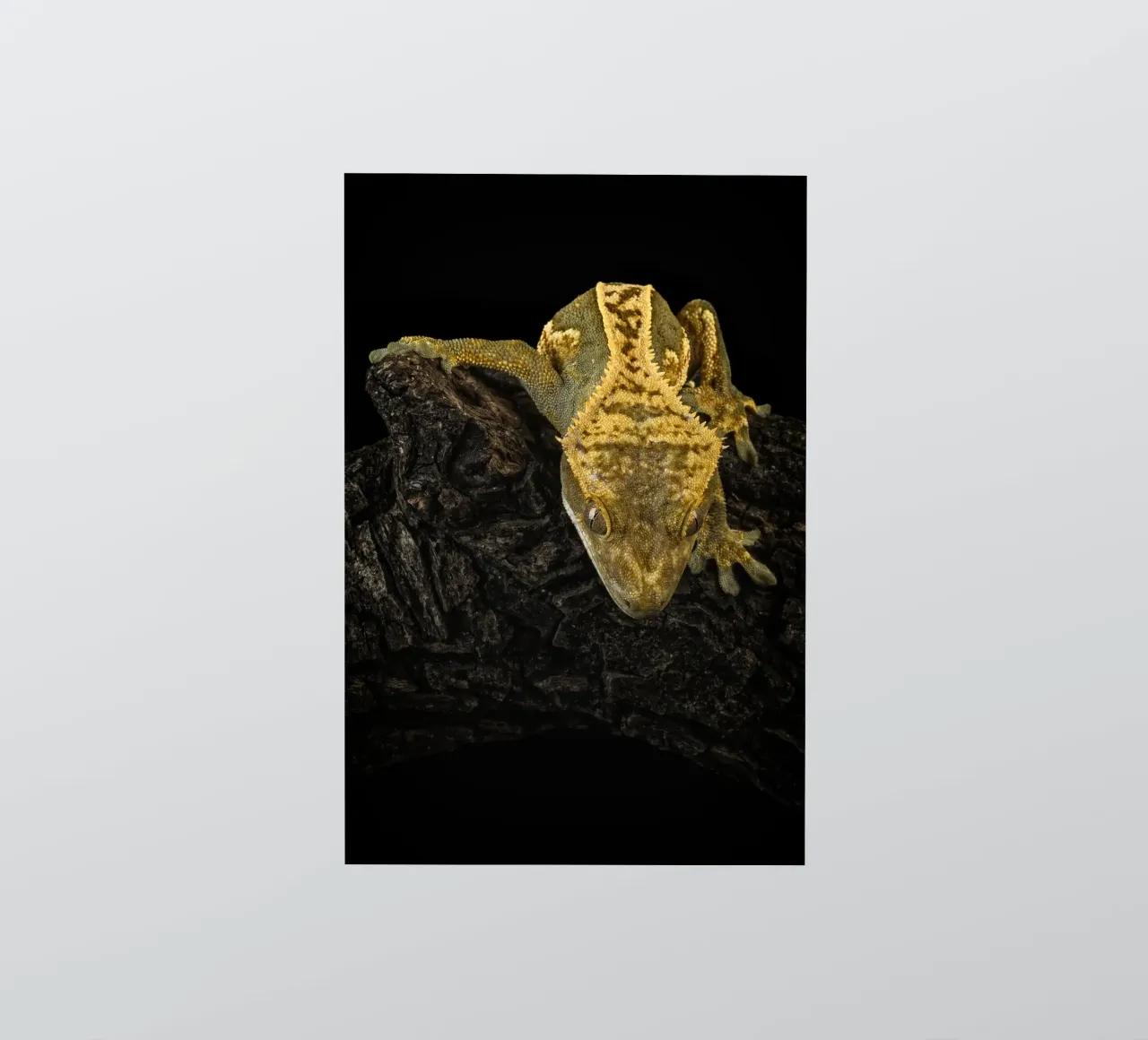 Geco crestato adesivo da Curious Collections by Marielle Leenders