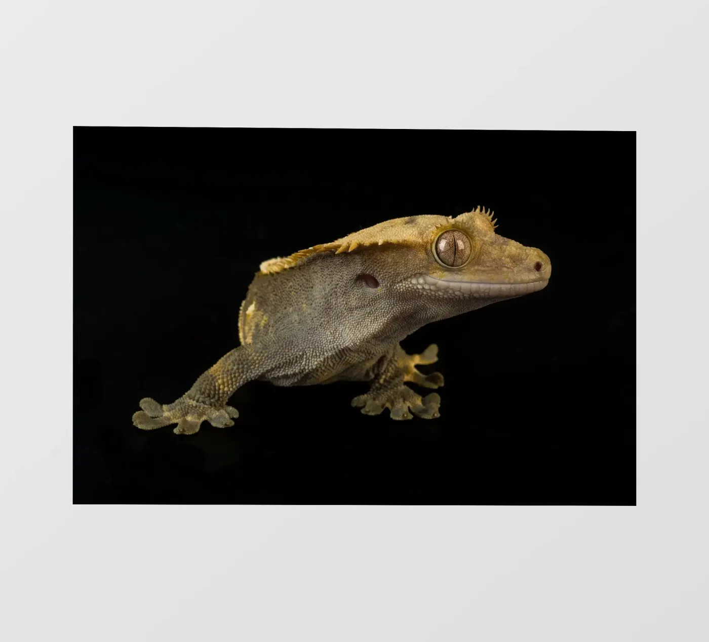 Gekko fotobehang van Curious Collections by Marielle Leenders