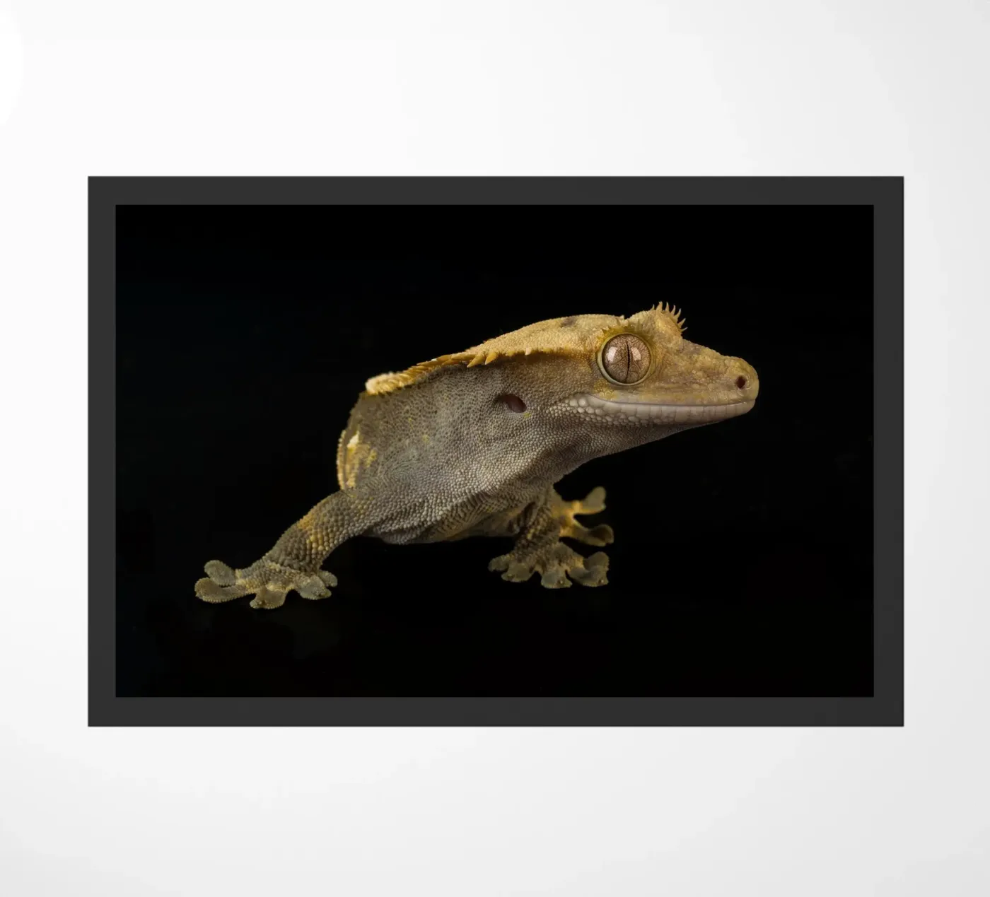 Crested Gecko doormat by Curious Collections by Marielle Leenders
