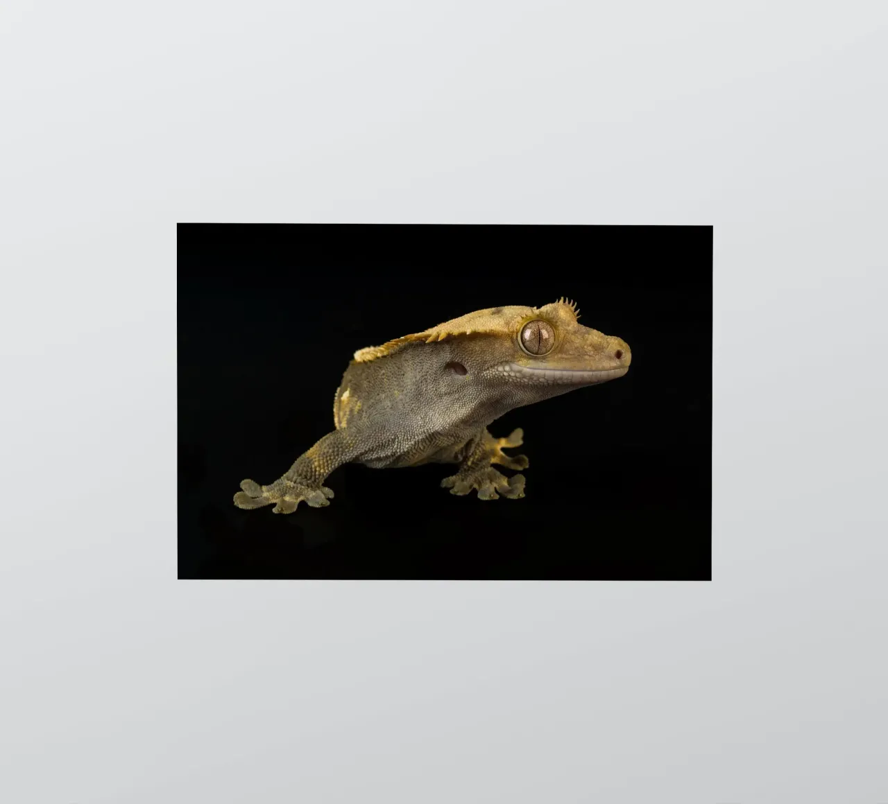 Crested Gecko sticker by Curious Collections by Marielle Leenders