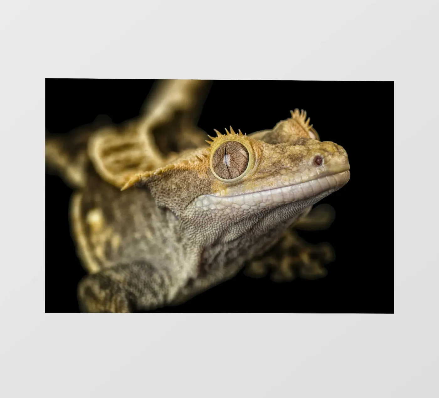Gekko fotobehang van Curious Collections by Marielle Leenders