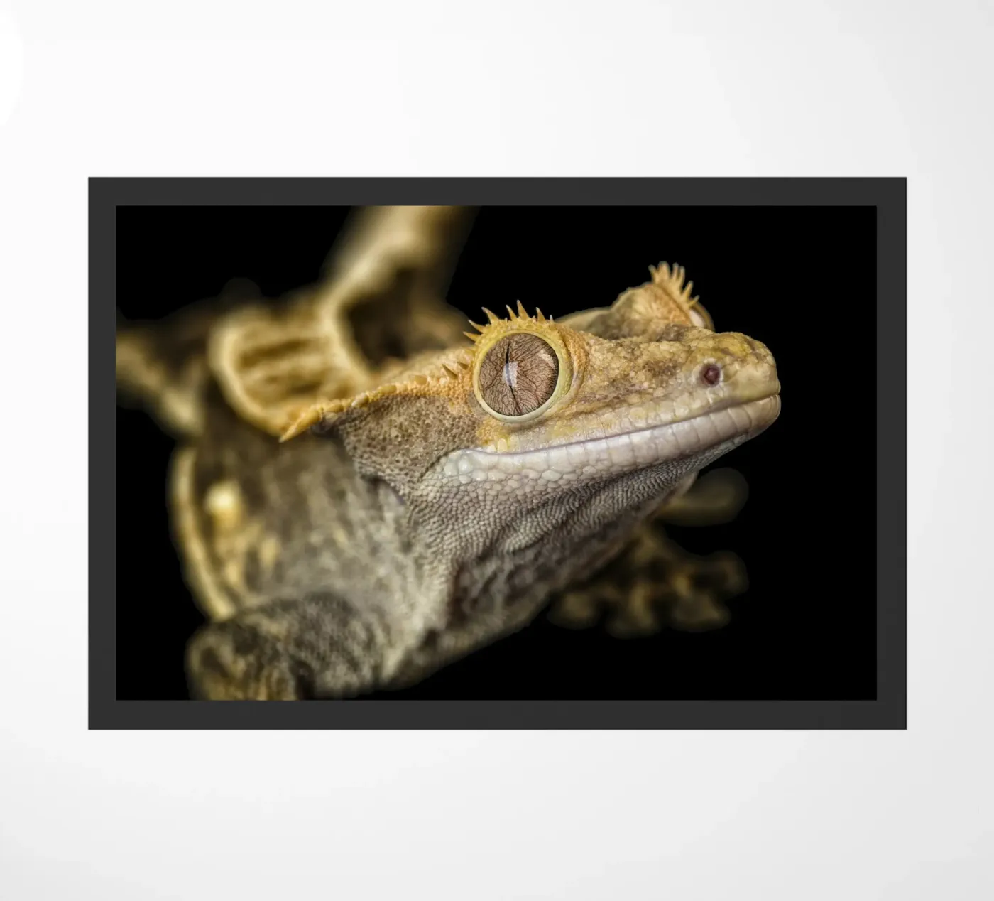 Crested Gecko zerbino da Curious Collections by Marielle Leenders