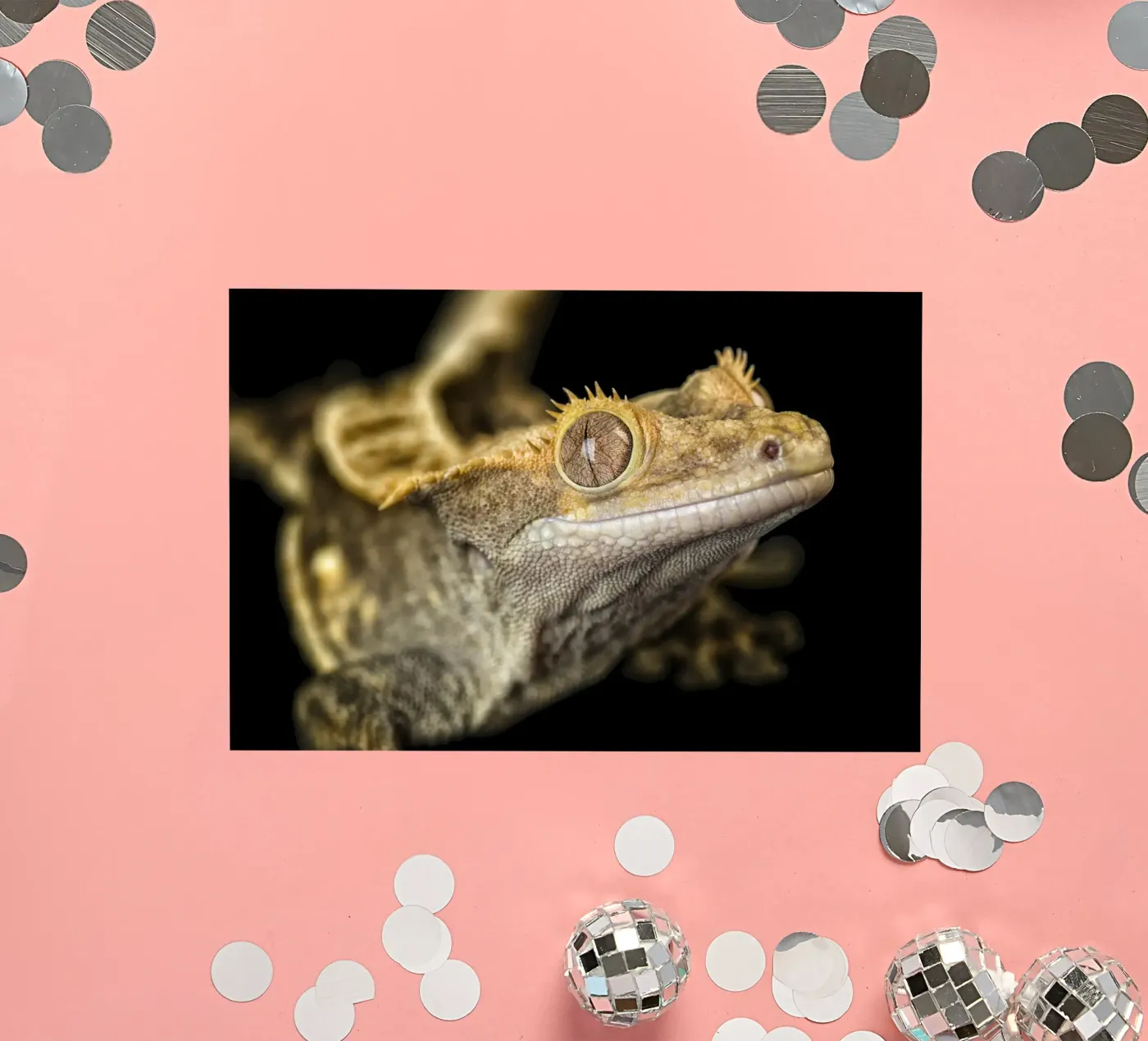 Gekko sticker van Curious Collections by Marielle Leenders