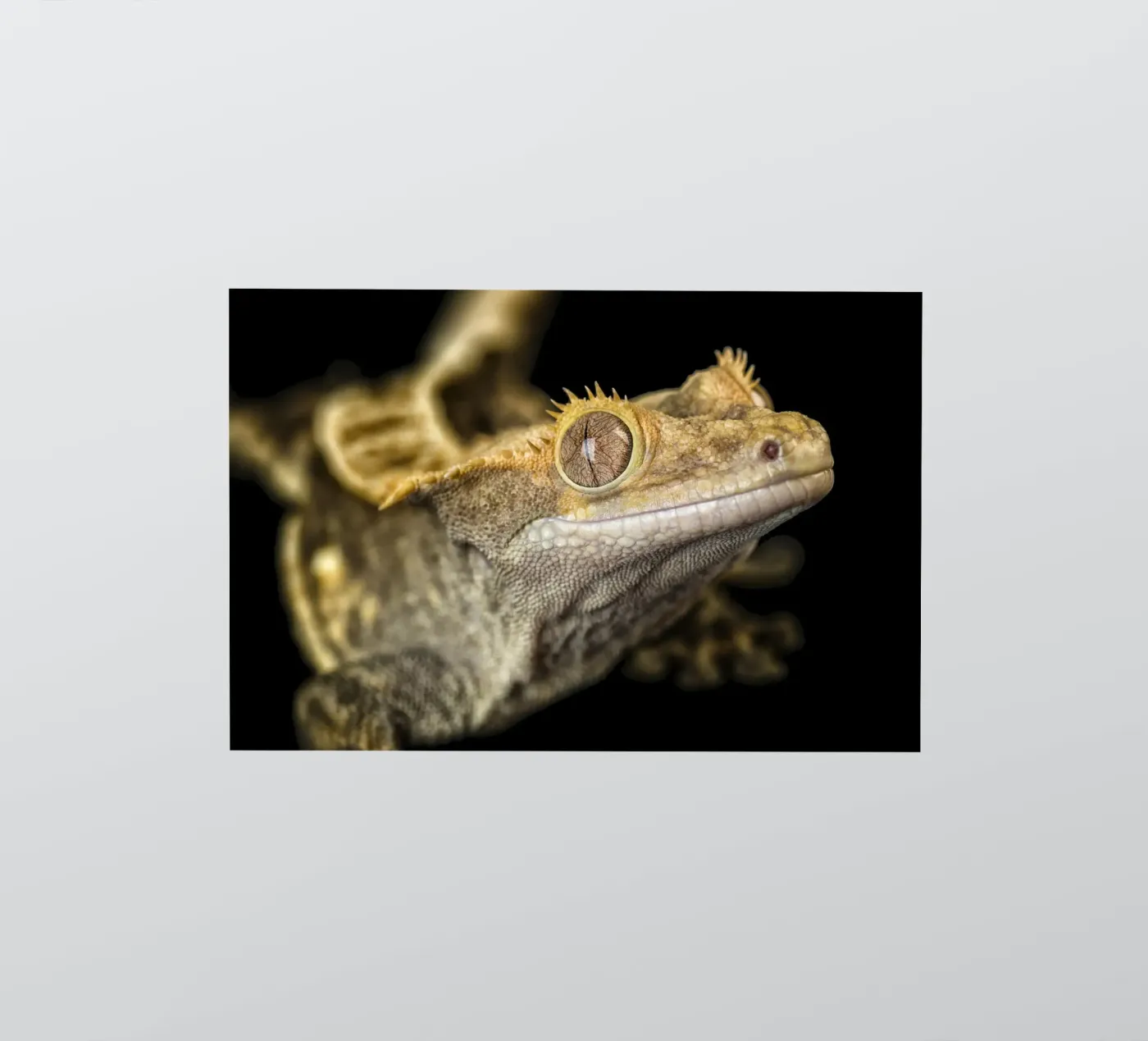 Gekko sticker van Curious Collections by Marielle Leenders