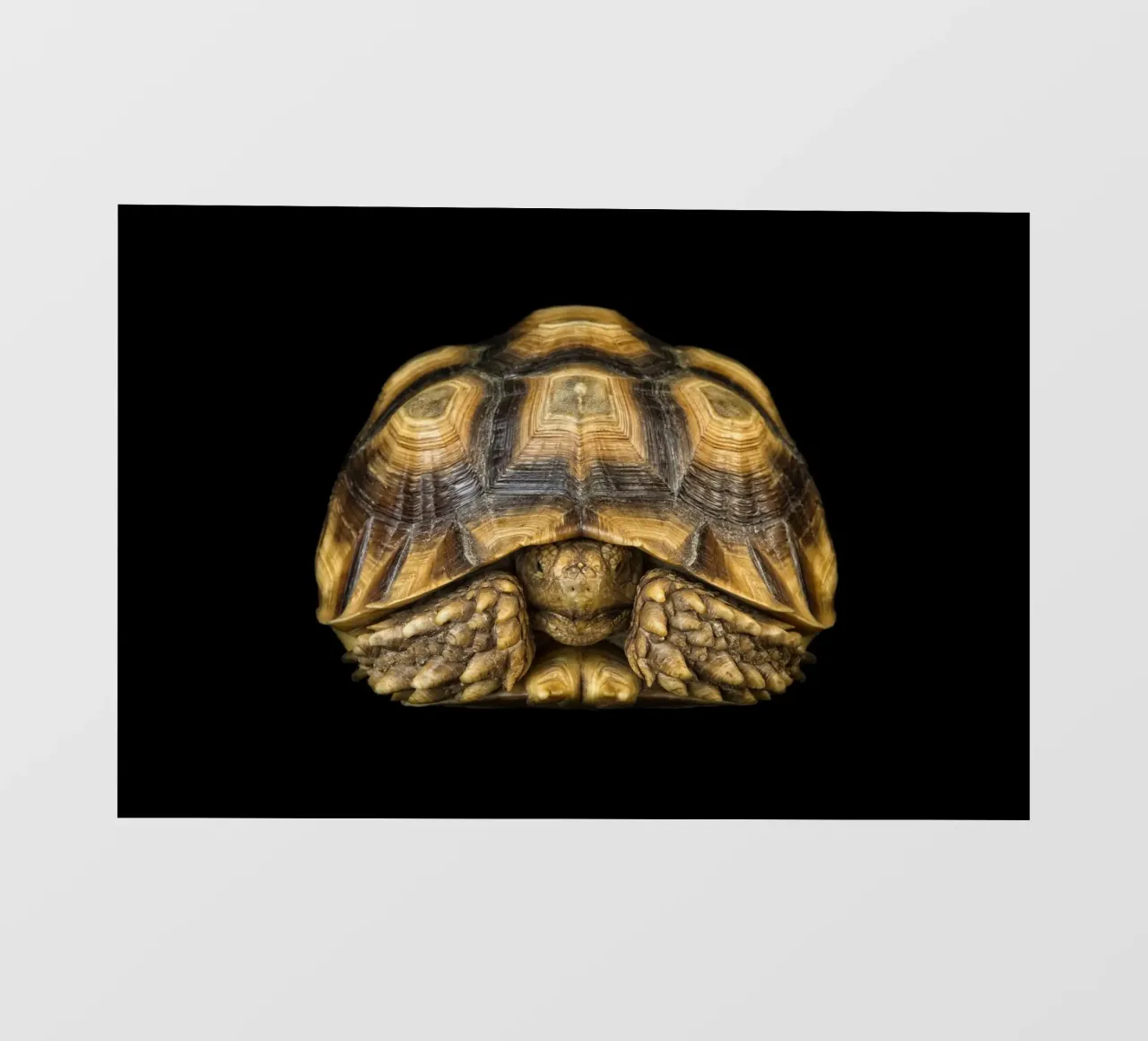 Land Turtle photo wallpaper by Curious Collections by Marielle Leenders