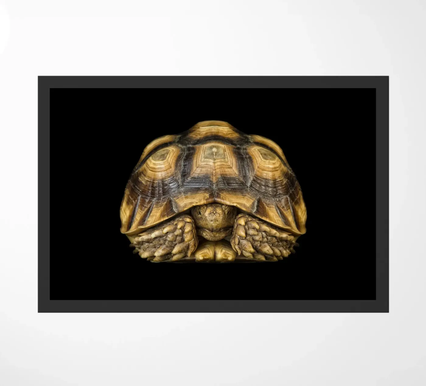 Landschildpad deurmat van Curious Collections by Marielle Leenders