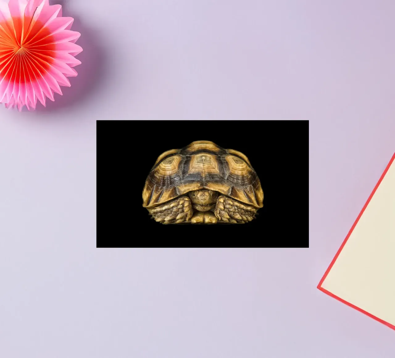 Land Turtle sticker by Curious Collections by Marielle Leenders