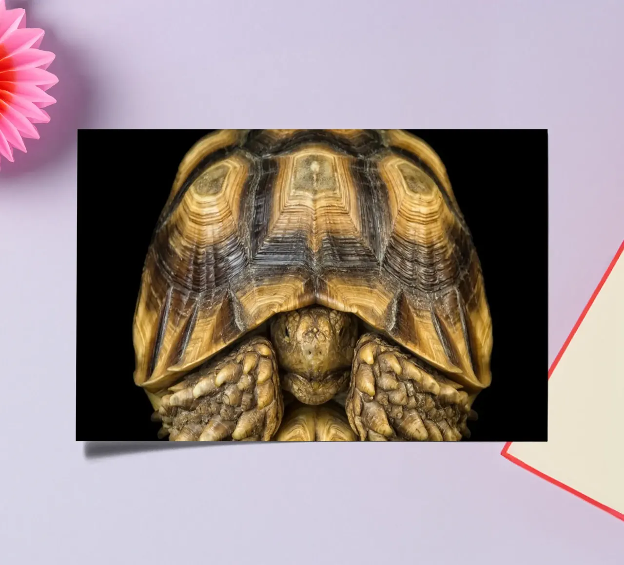 Land Turtle sticker sheet by Curious Collections by Marielle Leenders