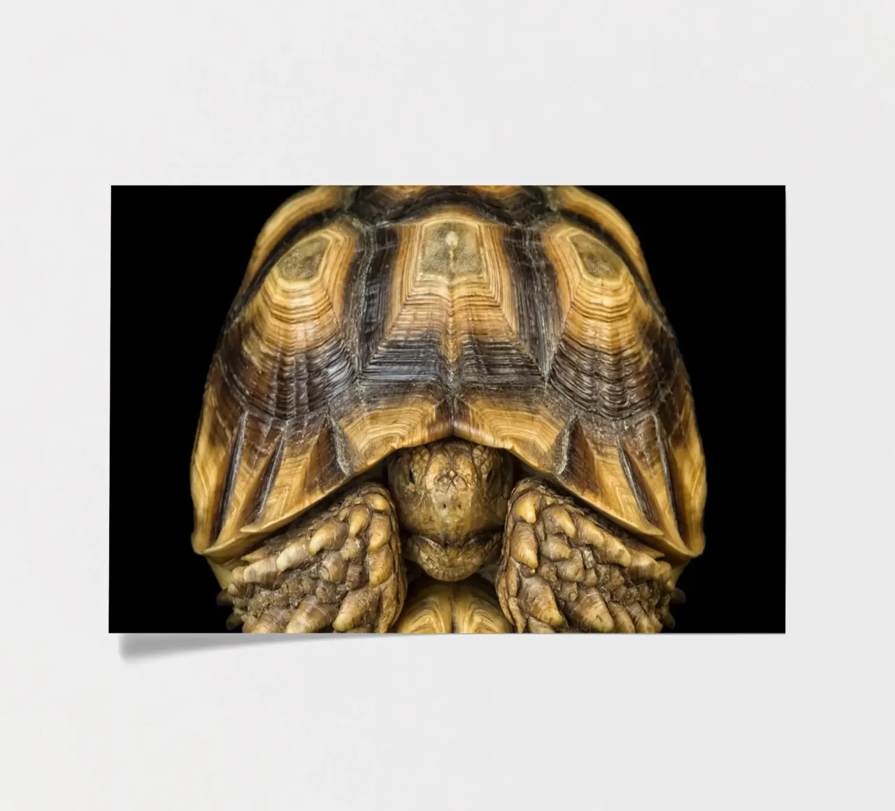 Land Turtle sticker sheet by Curious Collections by Marielle Leenders