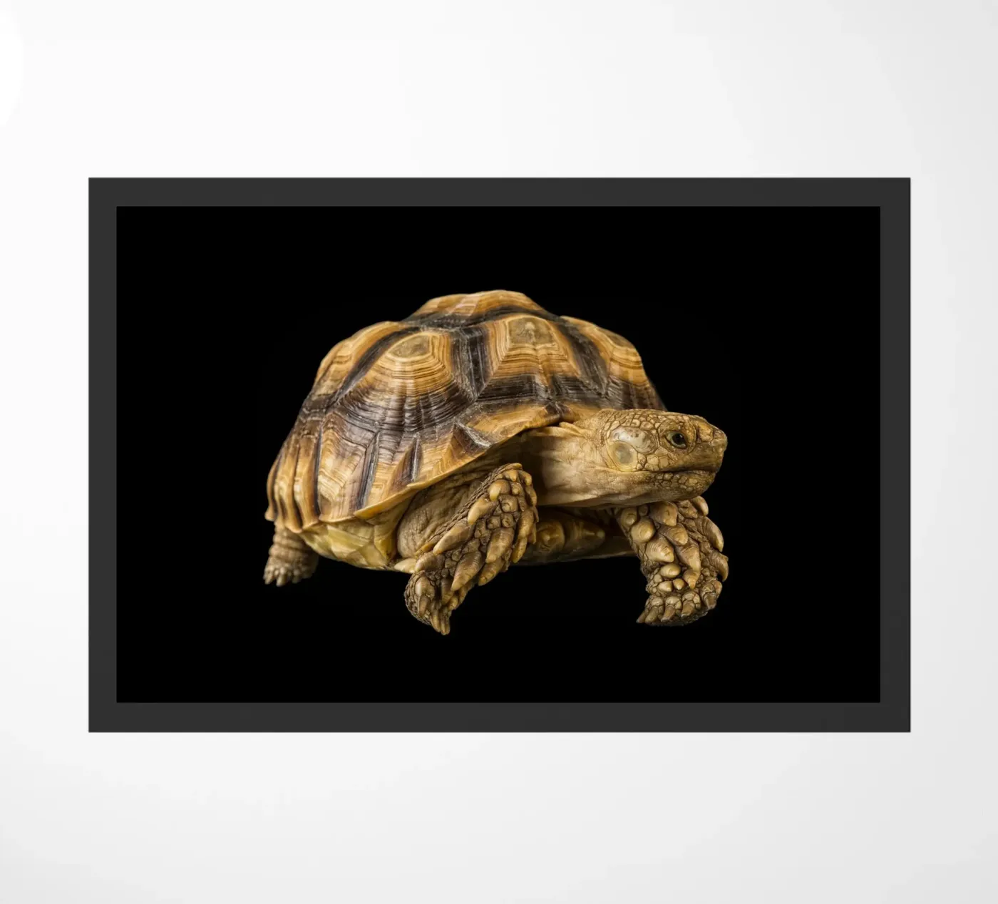 Land Turtle doormat by Curious Collections by Marielle Leenders