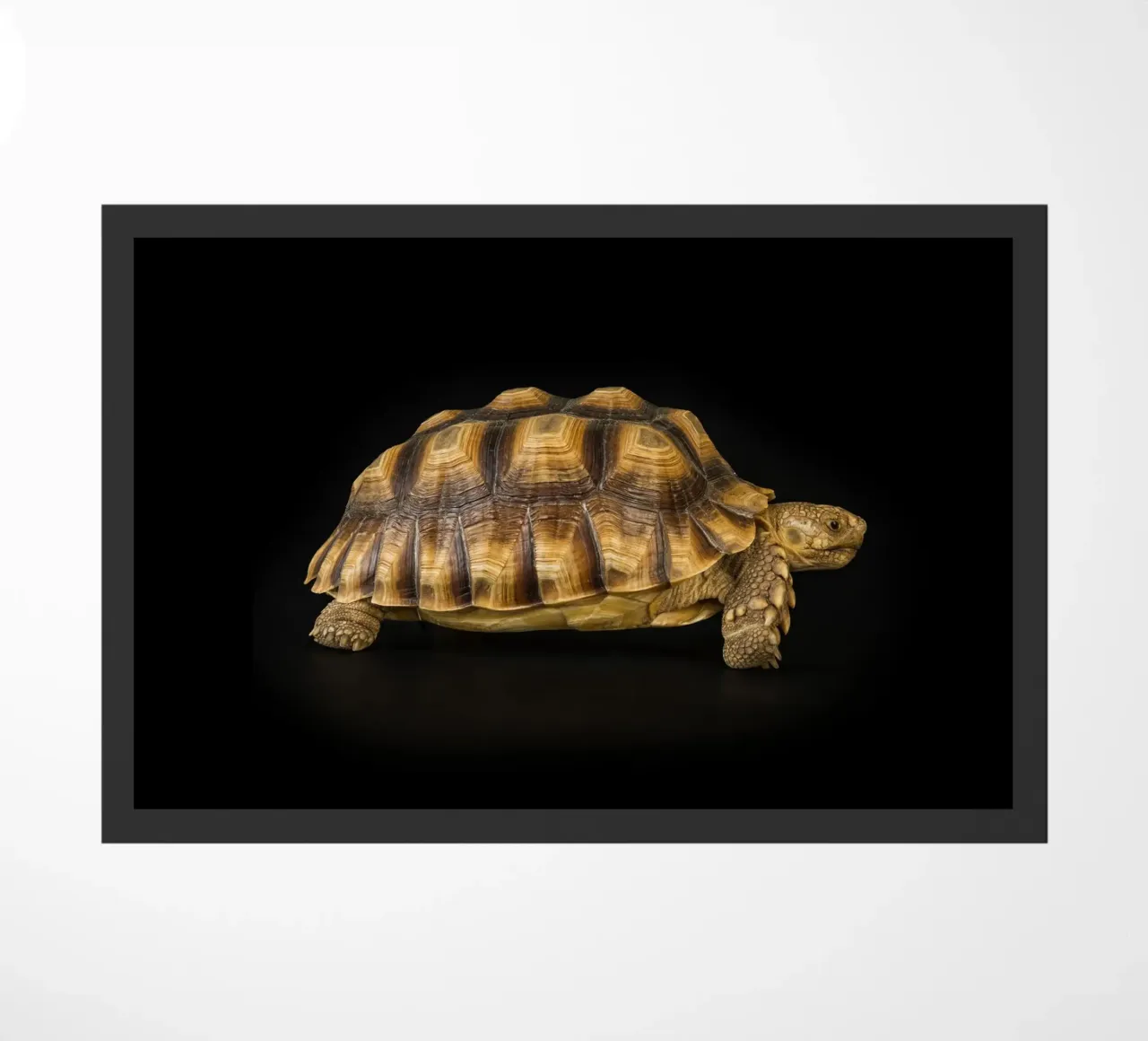 Land Turtle doormat by Curious Collections by Marielle Leenders