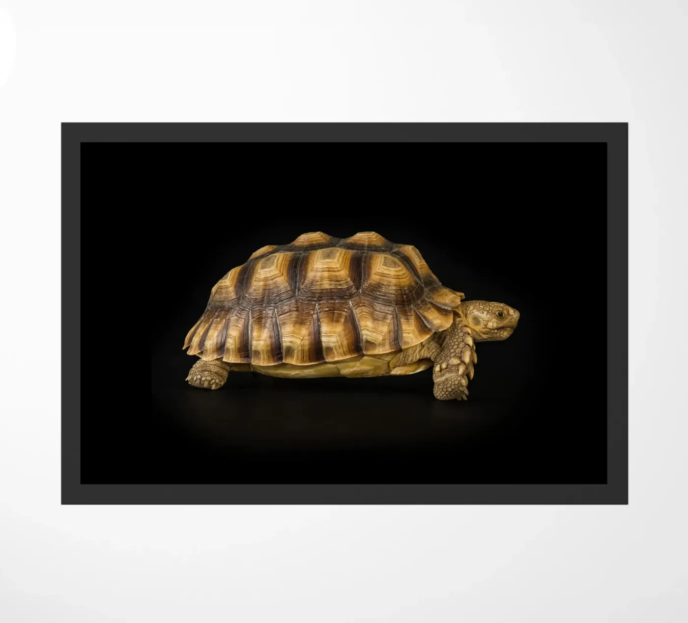 Landschildkröte Fußmatte von Curious Collections by Marielle Leenders