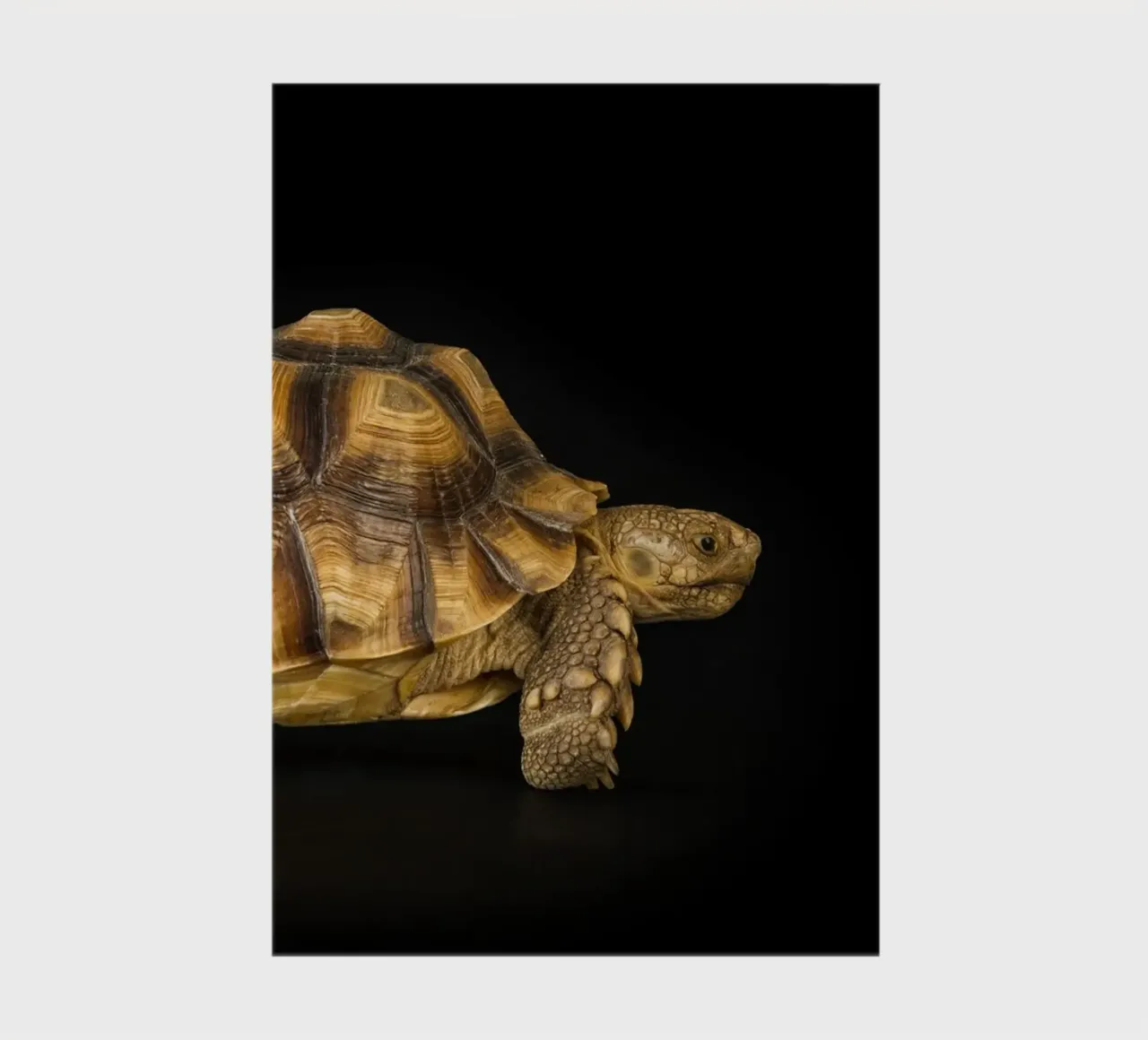 Land Turtle notebook by Curious Collections by Marielle Leenders