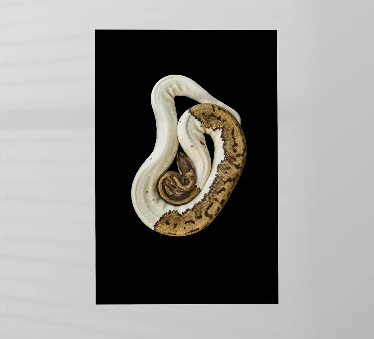 Brown & White Python backlit film by Curious Collections by Marielle Leenders