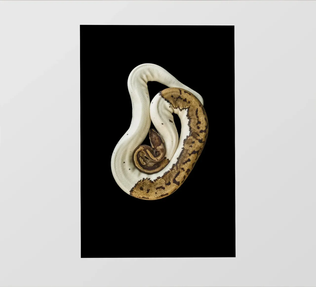 Brown & White Python backlit film by Curious Collections by Marielle Leenders