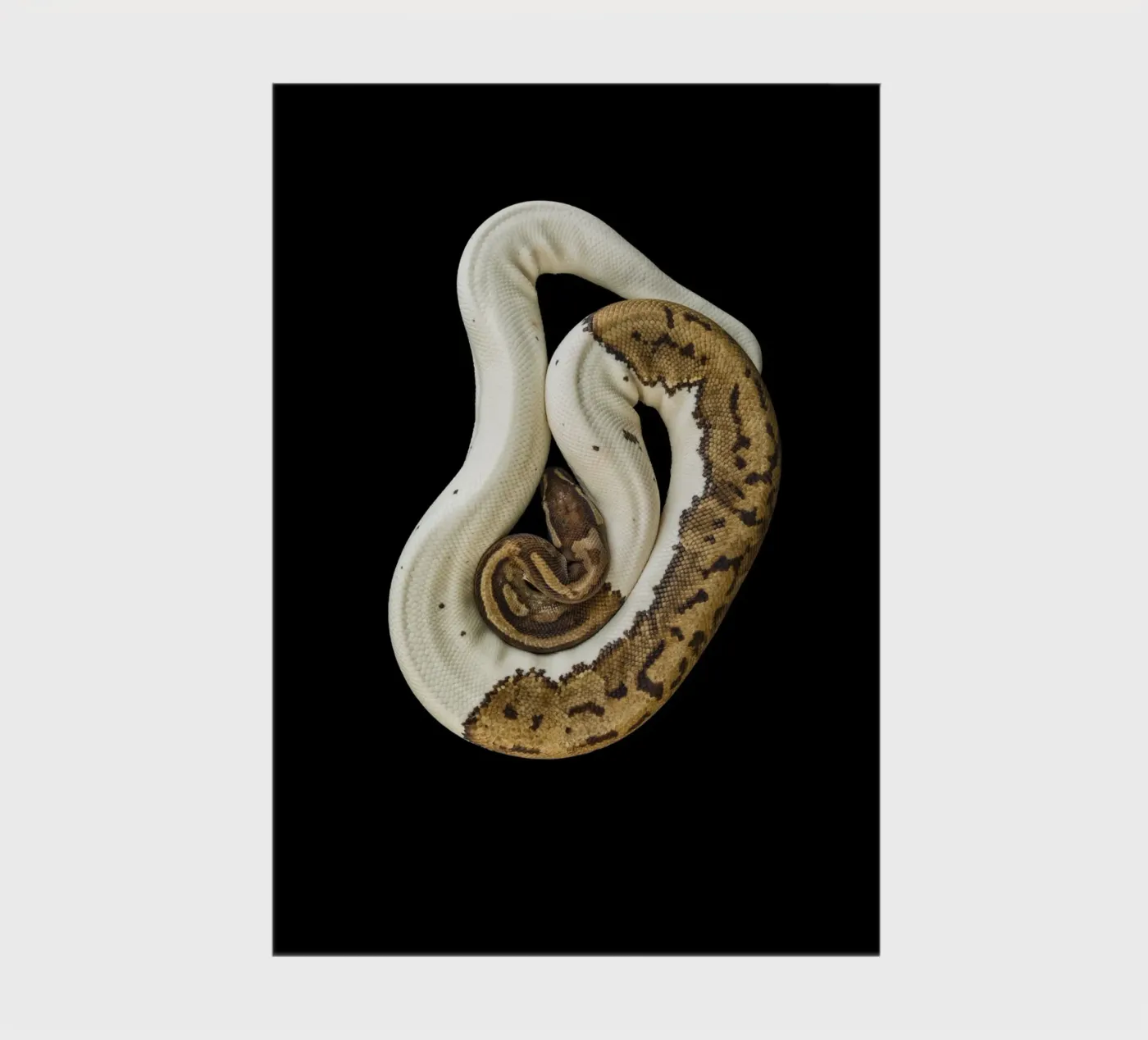 Python marron et blanc carnet de Curious Collections by Marielle Leenders
