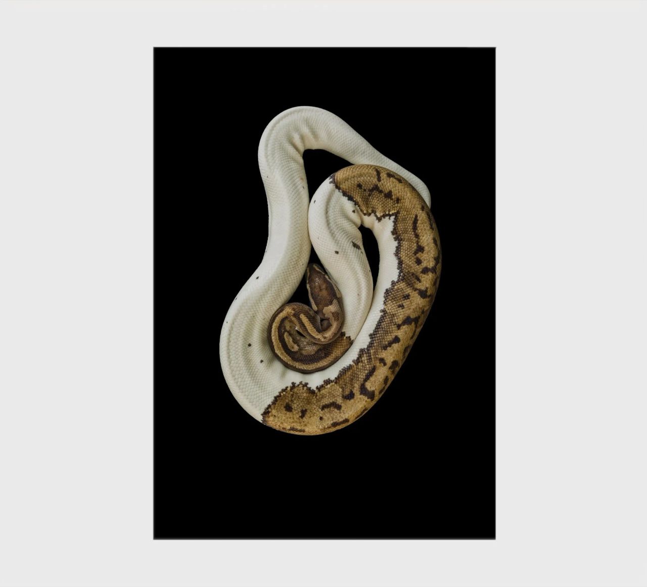 Brown & White Python notebook by Curious Collections by Marielle Leenders