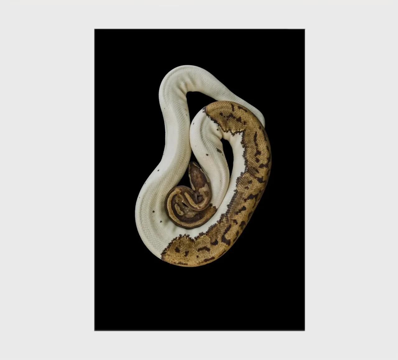Python marron et blanc carnet de notes de Curious Collections by Marielle Leenders