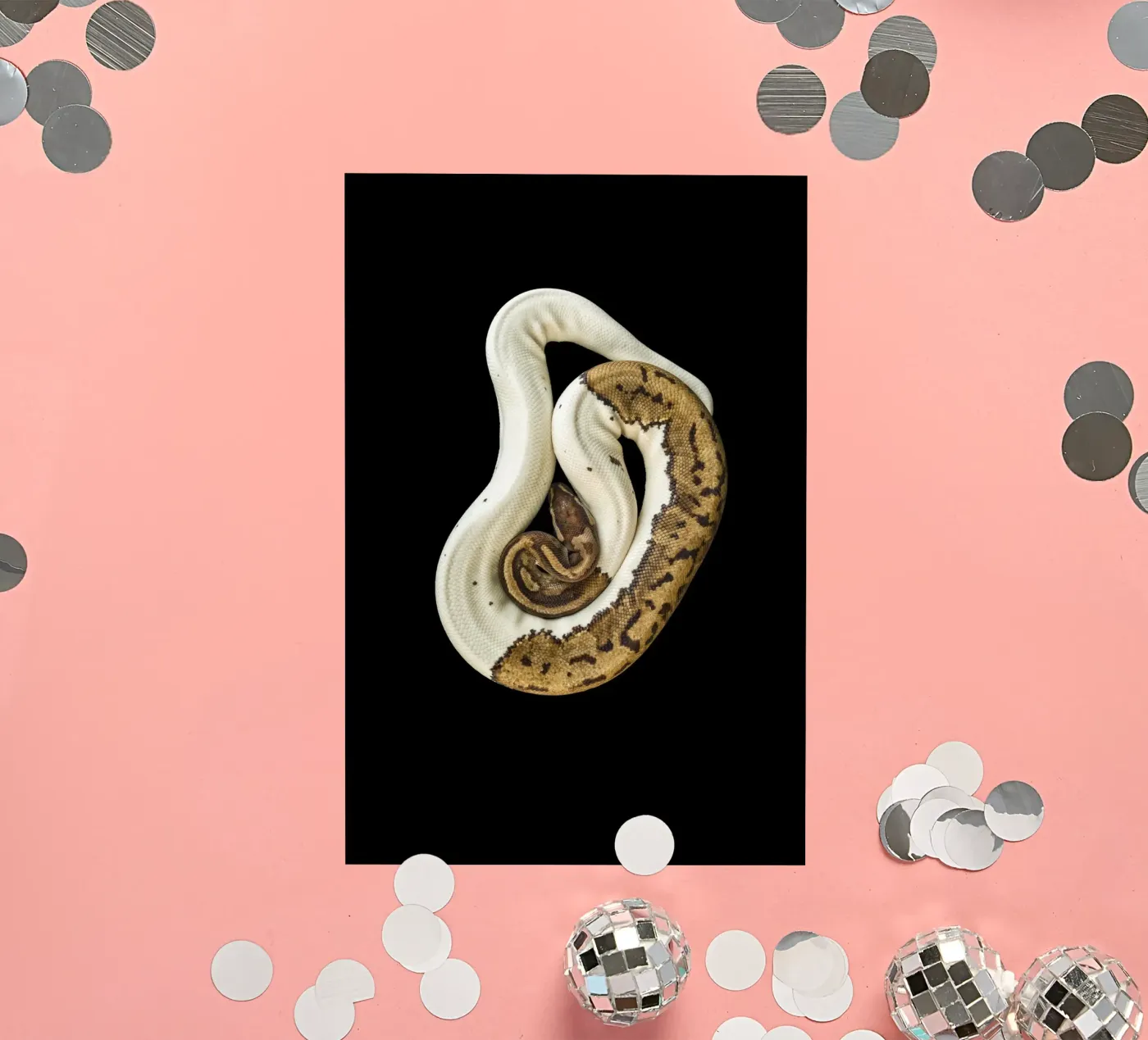 Bruine en witte python sticker van Curious Collections by Marielle Leenders